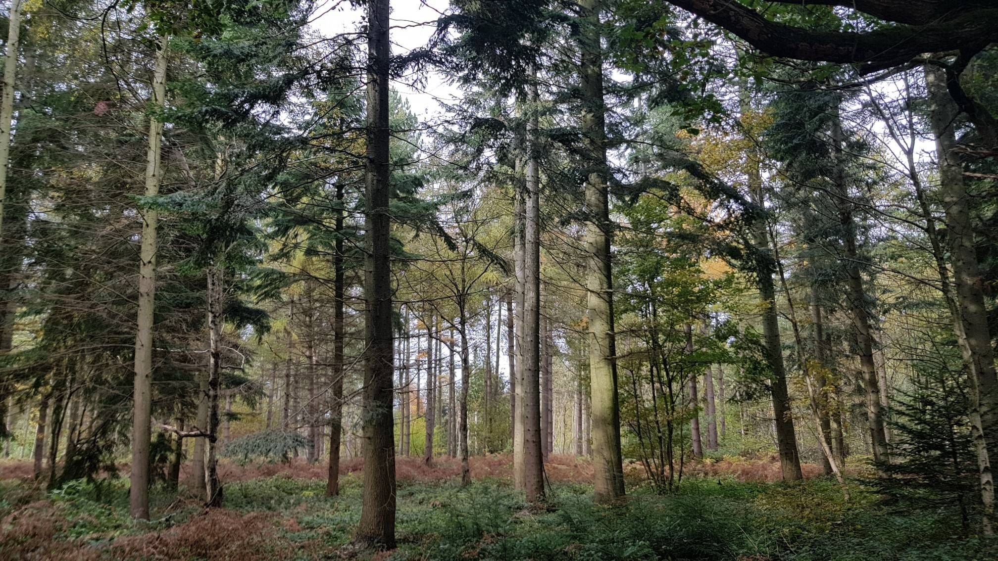 Langwith Wood