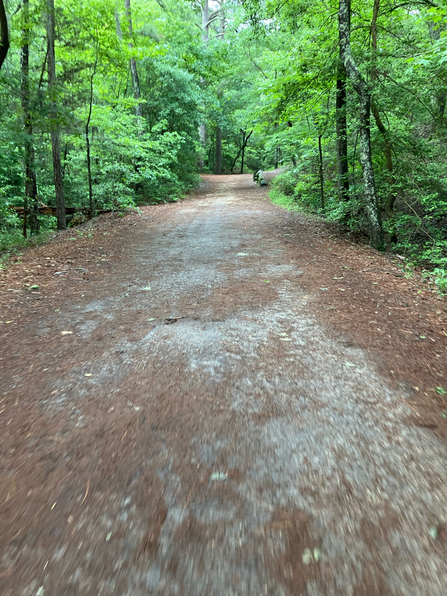 A wide dirt path covered in pine needles winds through a lush green forest. - Cape Henry Trail