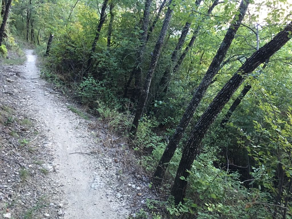 A narrow dirt path winds uphill through a dense, green forest in daylight. - The Dam Drop