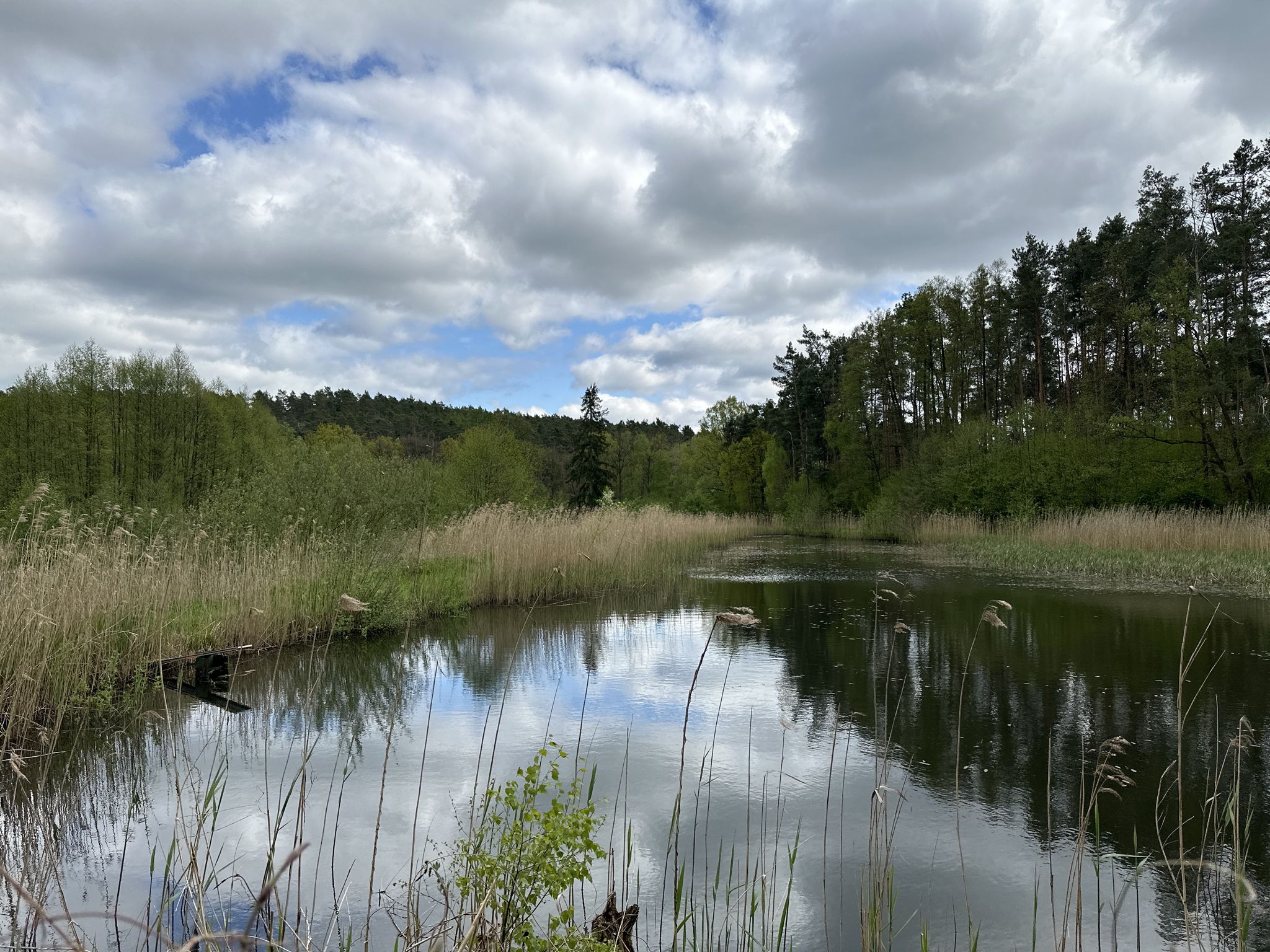 Fischteich beim Forsthaus Schierenberg