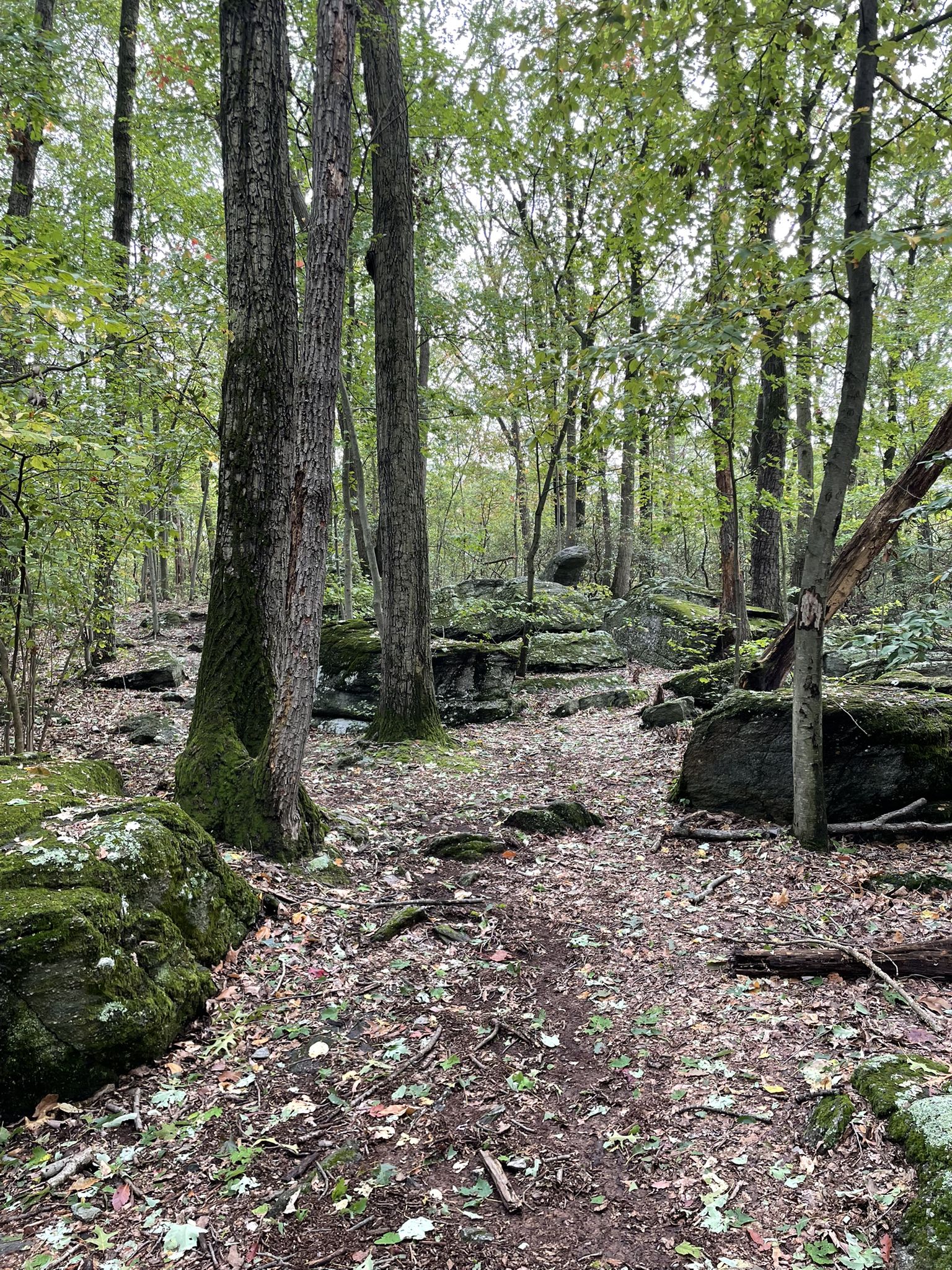Forest floor with tall trees and large moss-covered boulders under soft light. - Rocky Ridge Trails loop from Springettsbury Township