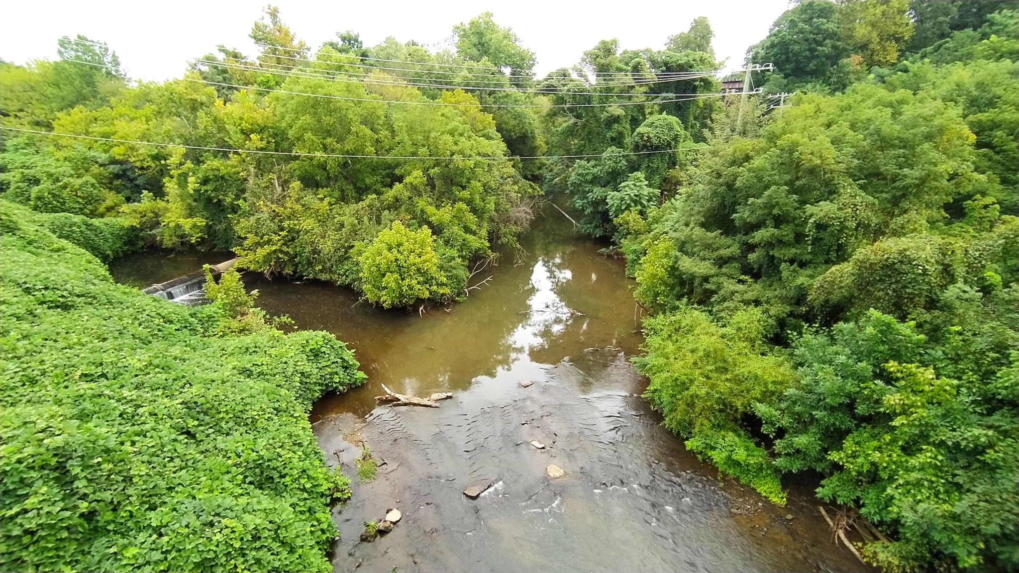 A winding stream surrounded by dense green trees and overgrown banks under diffused light. - Salem Creek Greenway – Molly Leight's Crossing loop from Winston-Salem