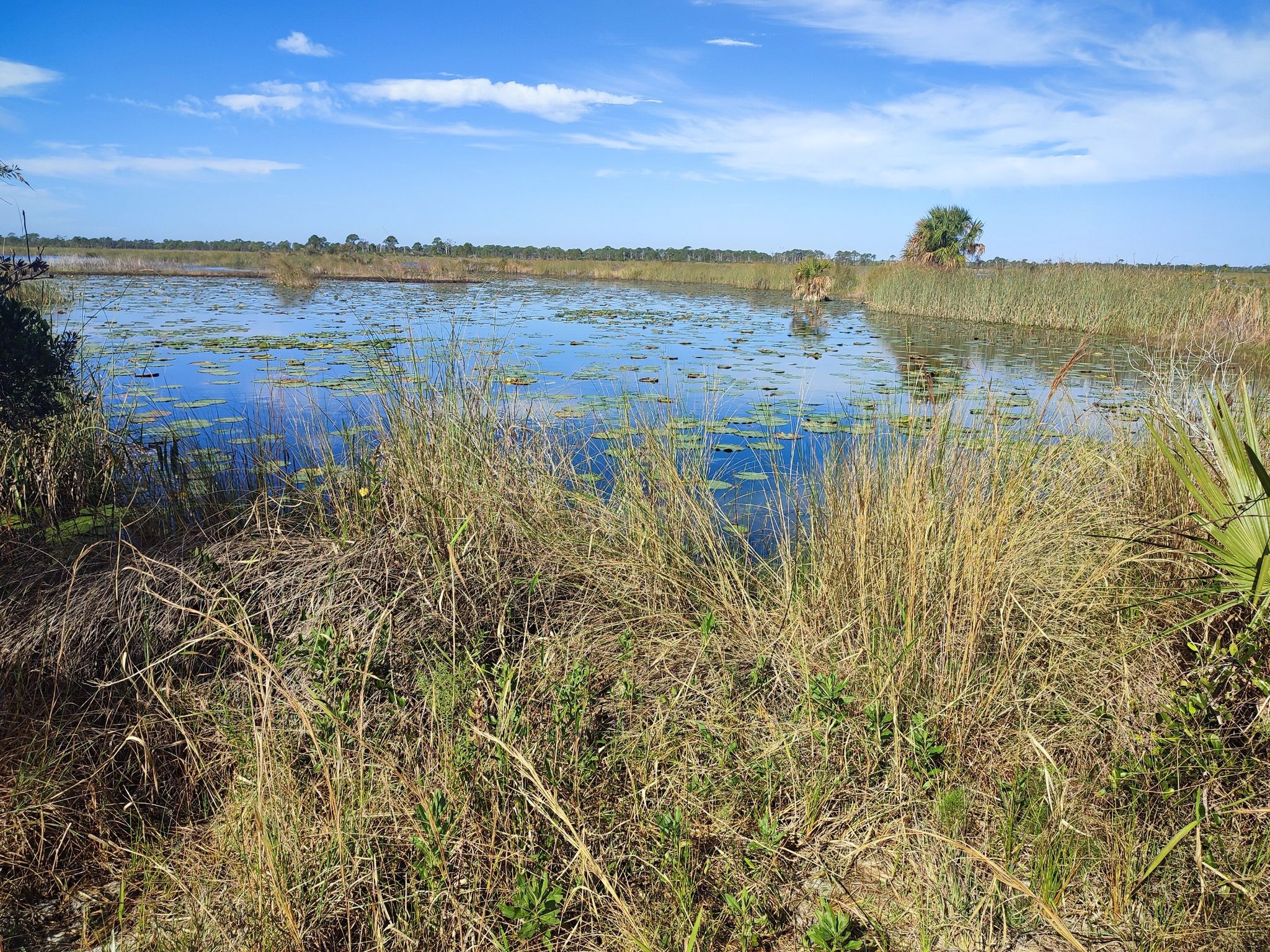 Sunny wetland with lily pads, surrounded by tall grasses and distant trees. - Hawk's Bluff Trail