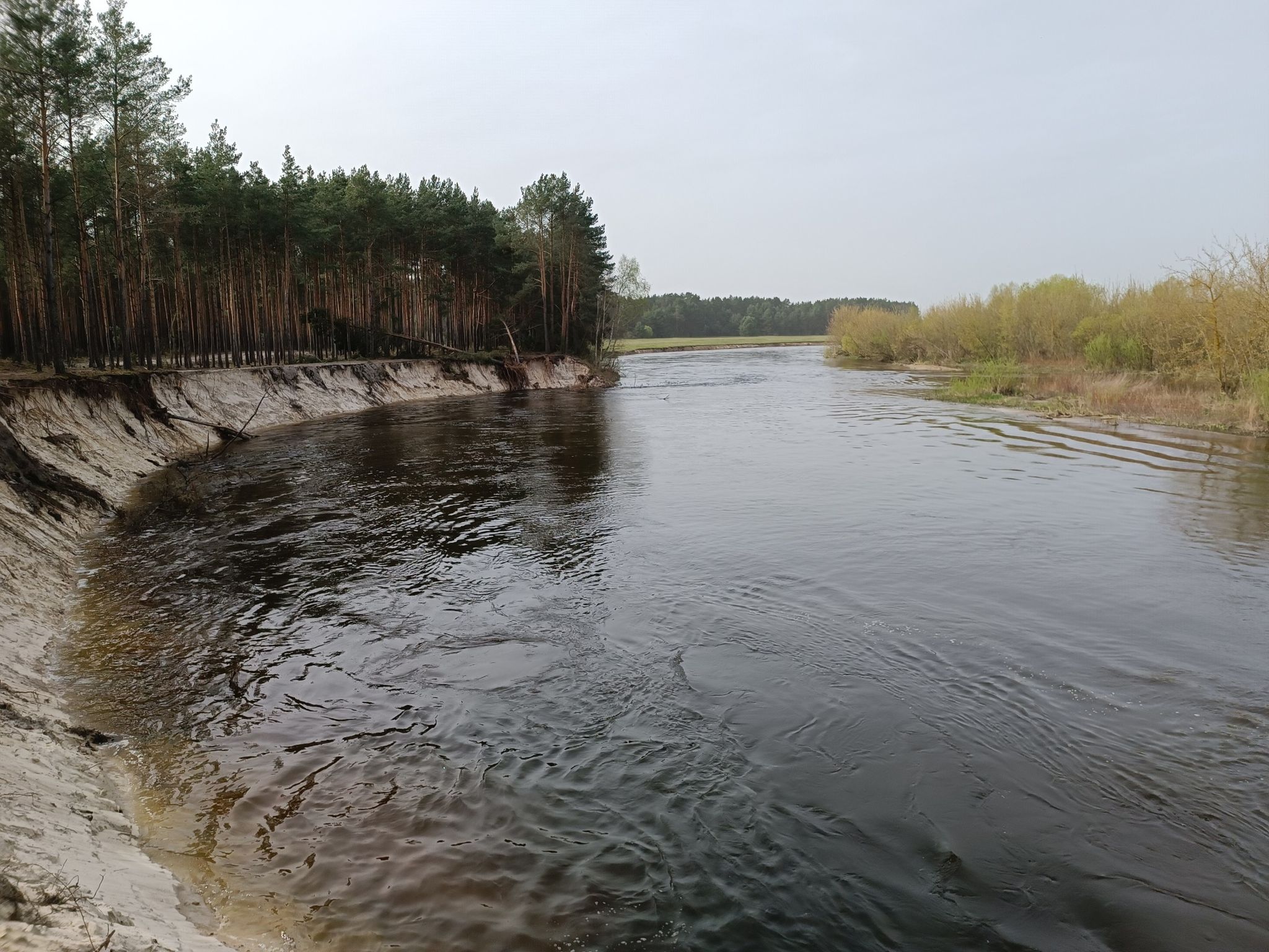Wieprz zakole 1