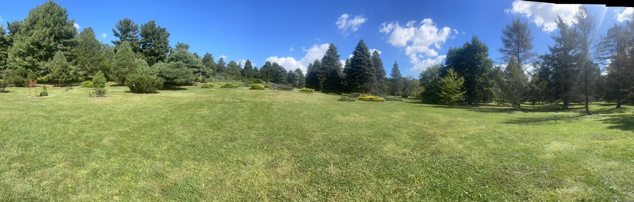 Expansive green grassy field surrounded by various evergreen trees under a blue sky. - UW Arboretum Big Spring Hike