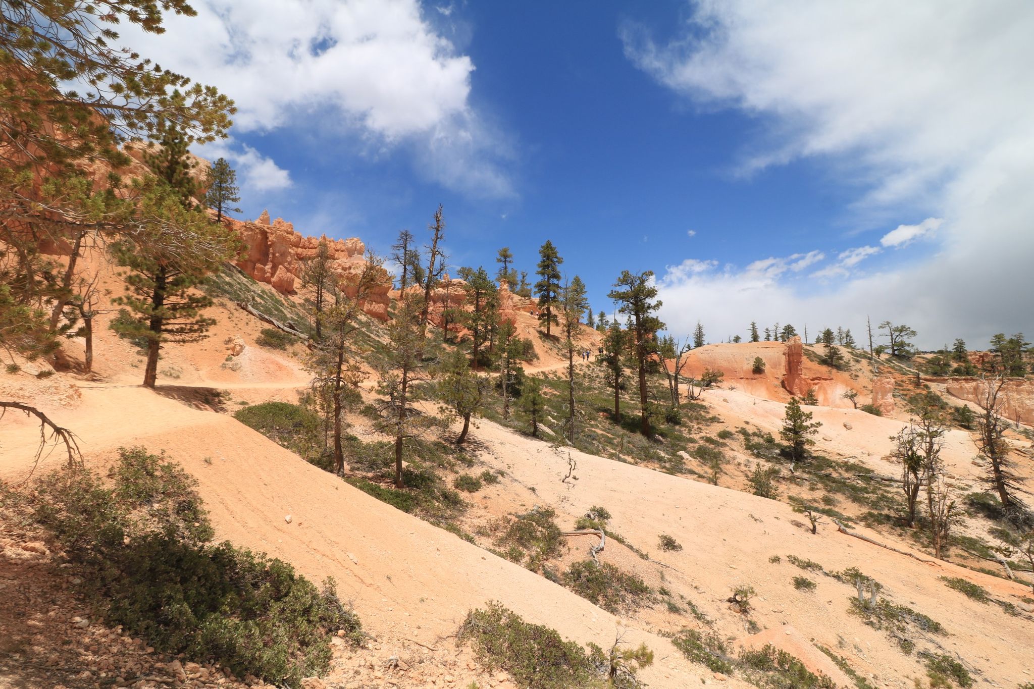 Sandy trail winding up a slope with scattered trees under a partly cloudy sky. - Queen's Garden Trail