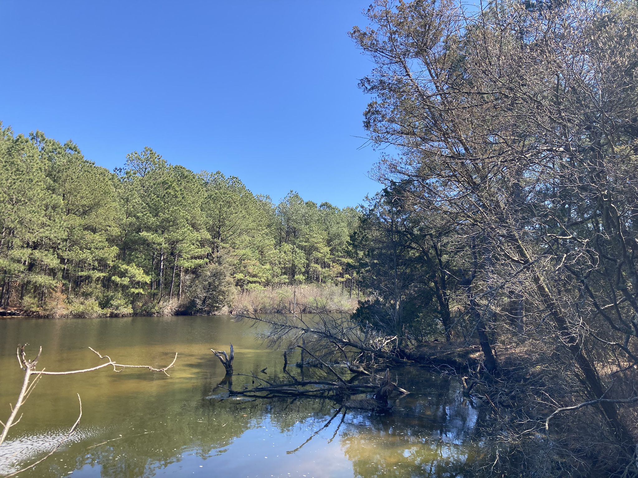 A calm lake with fallen branches, surrounded by a dense green forest. - Cat Hill – Bethany Beach Boardwalk loop from Bethany Beach