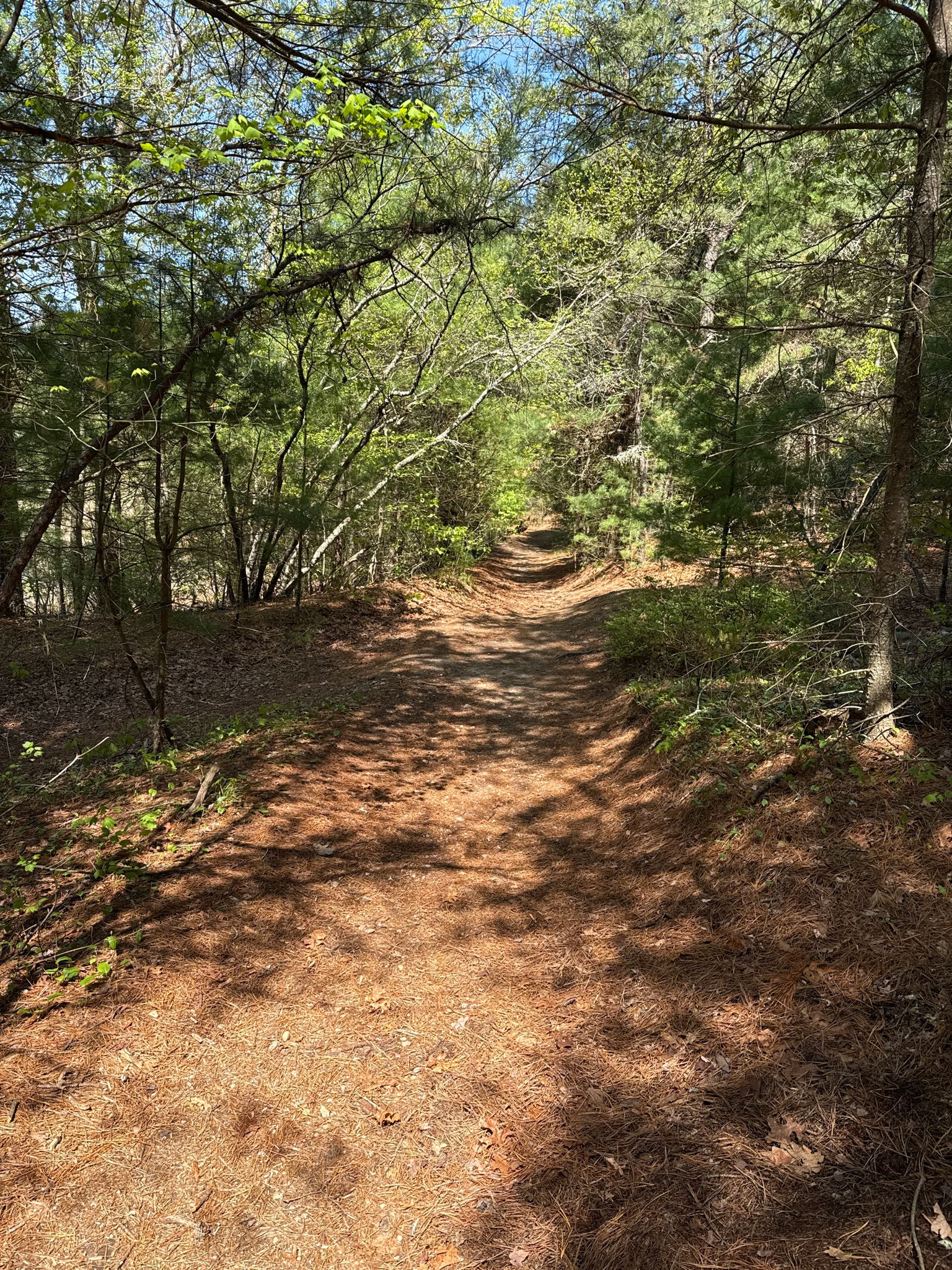 Sunny forest path covered in pine needles, surrounded by green trees. - Trestle Trail – The Trestle Trail loop from Moosup Valley State Park Trail