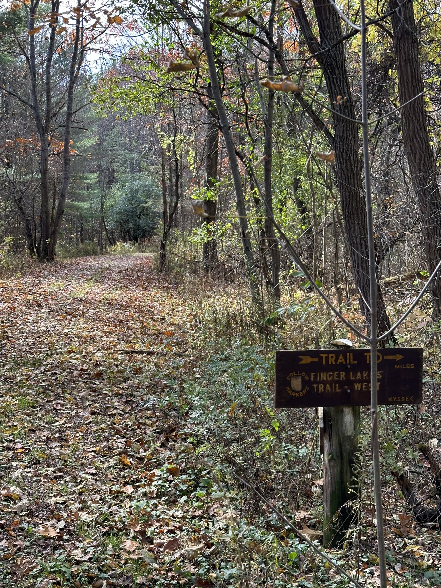 A trail sign pointing directions on a leaf-covered forest path in autumn. - Finger Lakes / North Country Trail