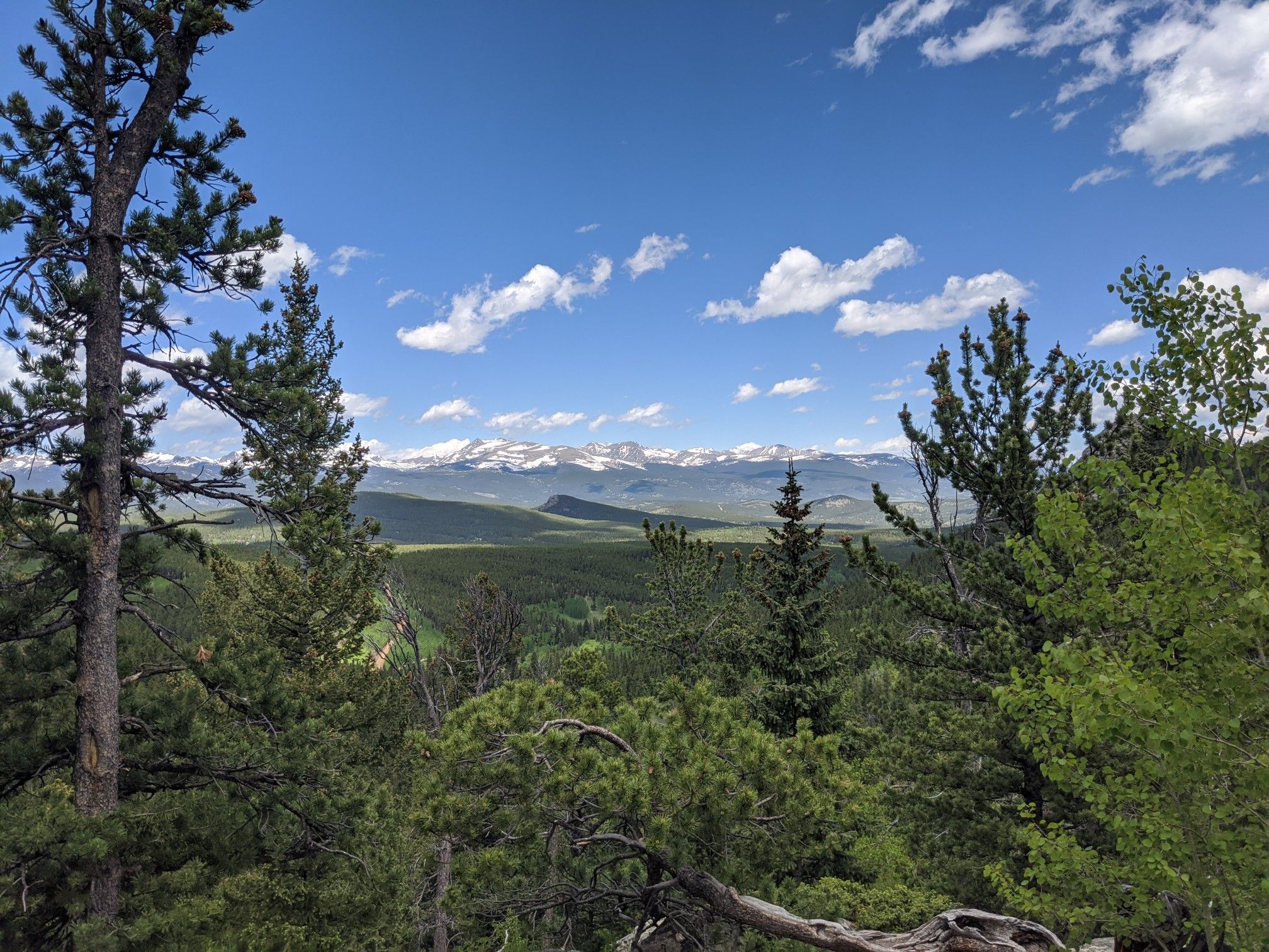 Panoramic view of distant snow-capped mountains through green pine trees under blue sky. - Raccoon Trail Loop
