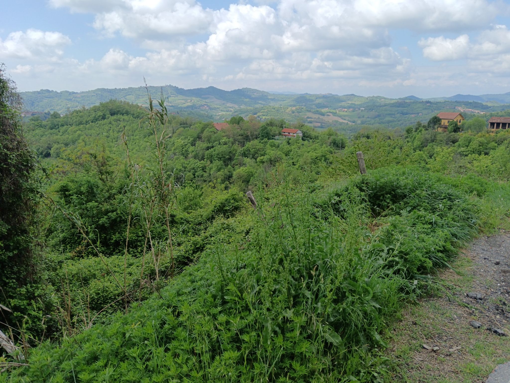 Colline di Cocconato