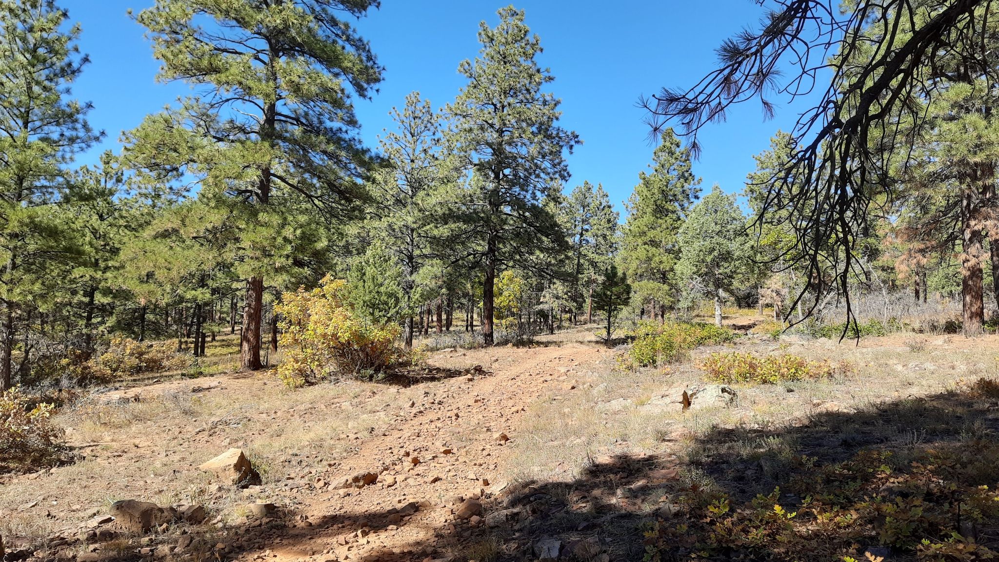 A sunlit dirt path winding through a sparse pine forest. - Animas Mountain East Trailhead – Animas Mountain Trail loop from BLM - Animas City Mountain