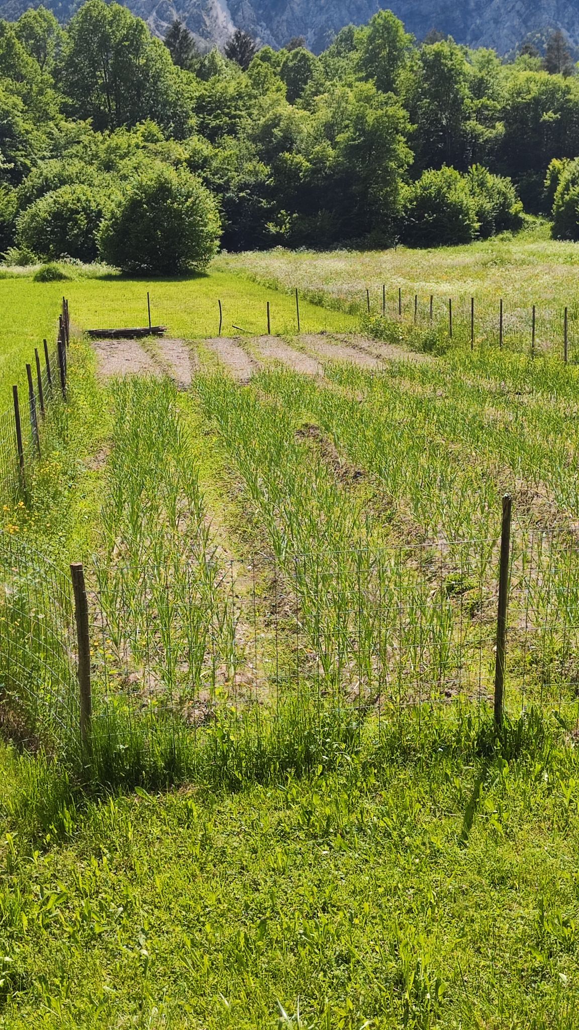 Campo d'aglio di Resia (strok), presidio slow food
