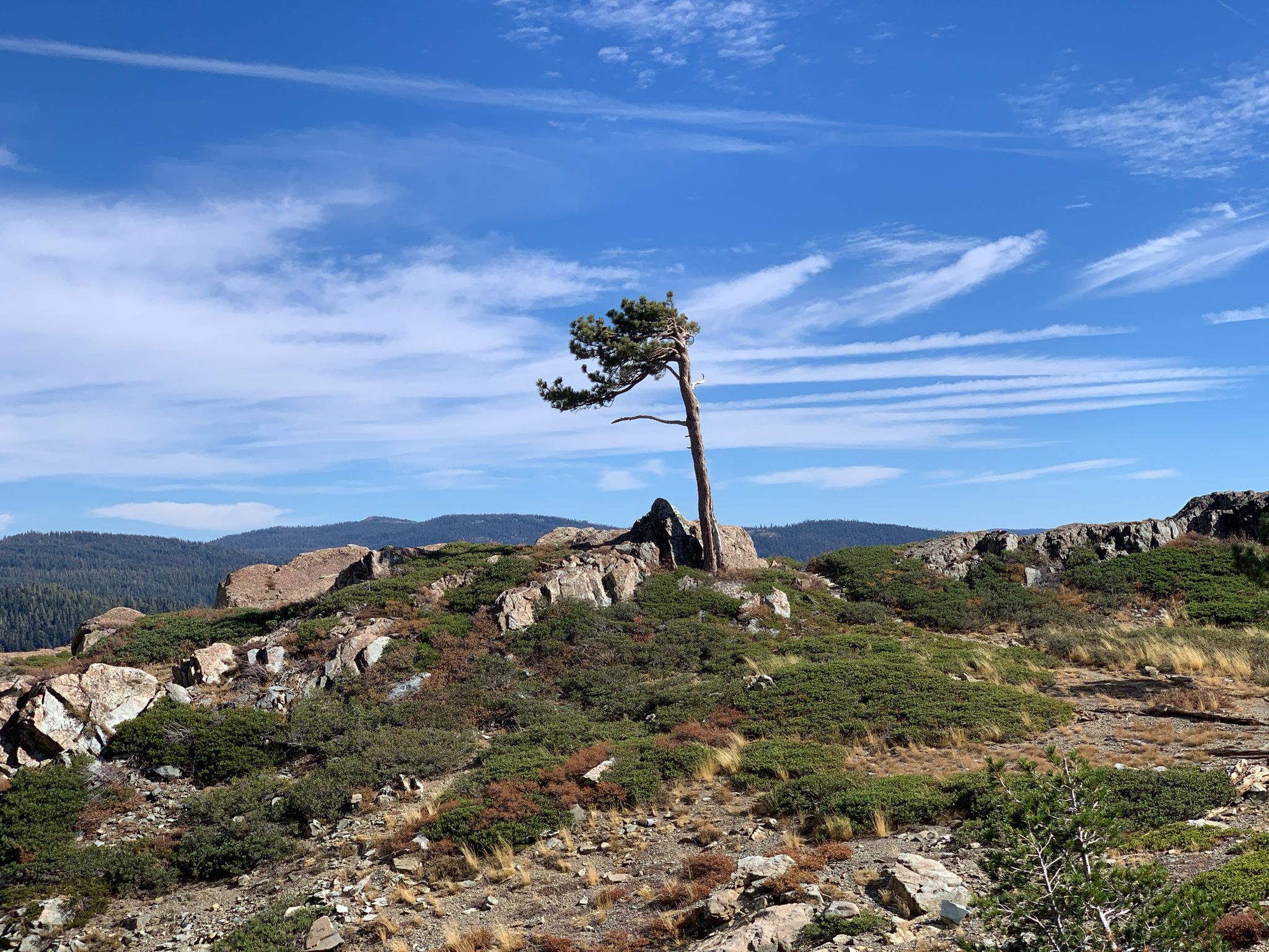 A lone, gnarled tree stands on a rocky hill under a bright blue sky. - Long Lake Loop Trail