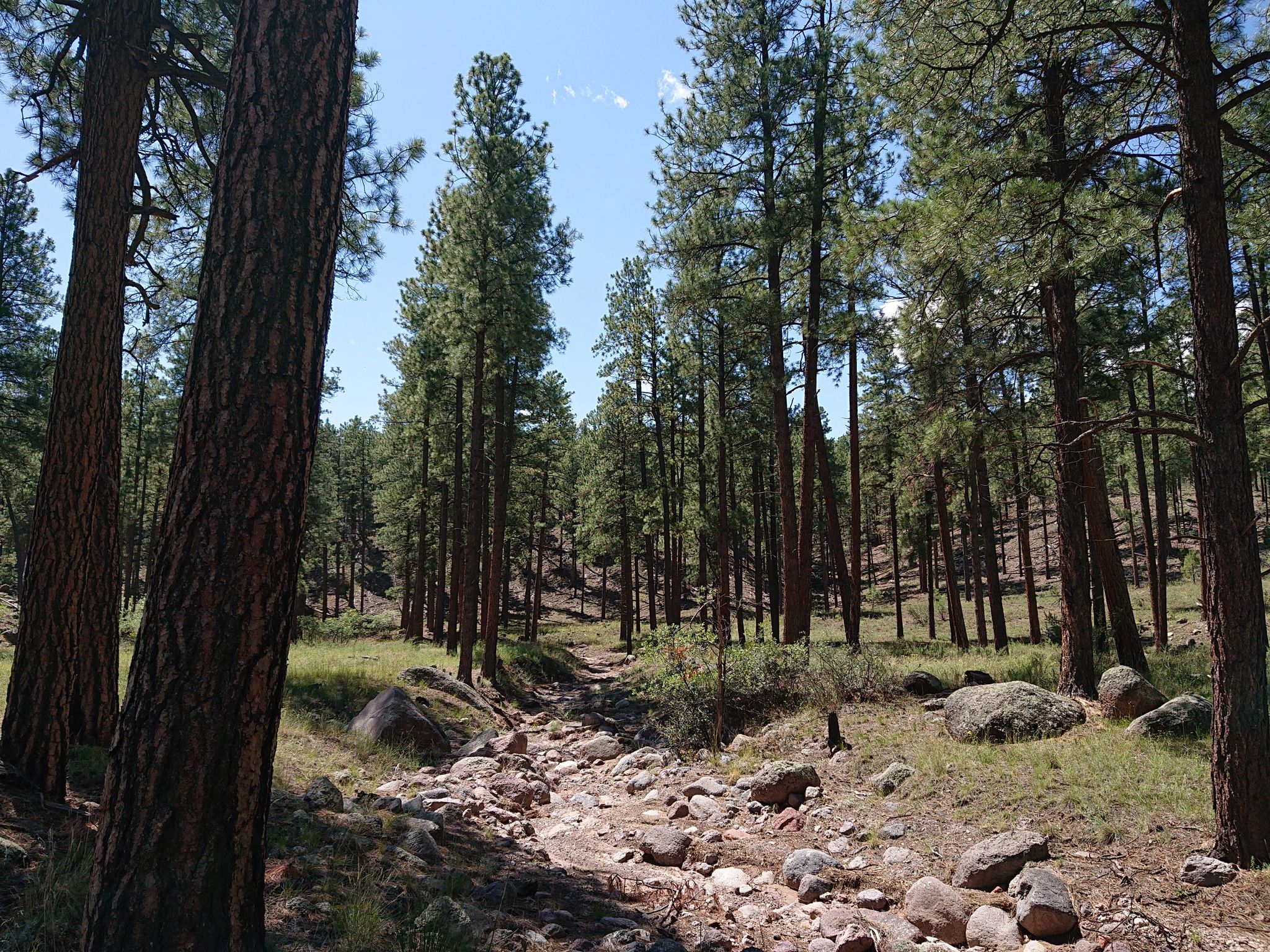 Sunny pine forest with a rocky dry creek bed winding through. - Rendija Crack Loop