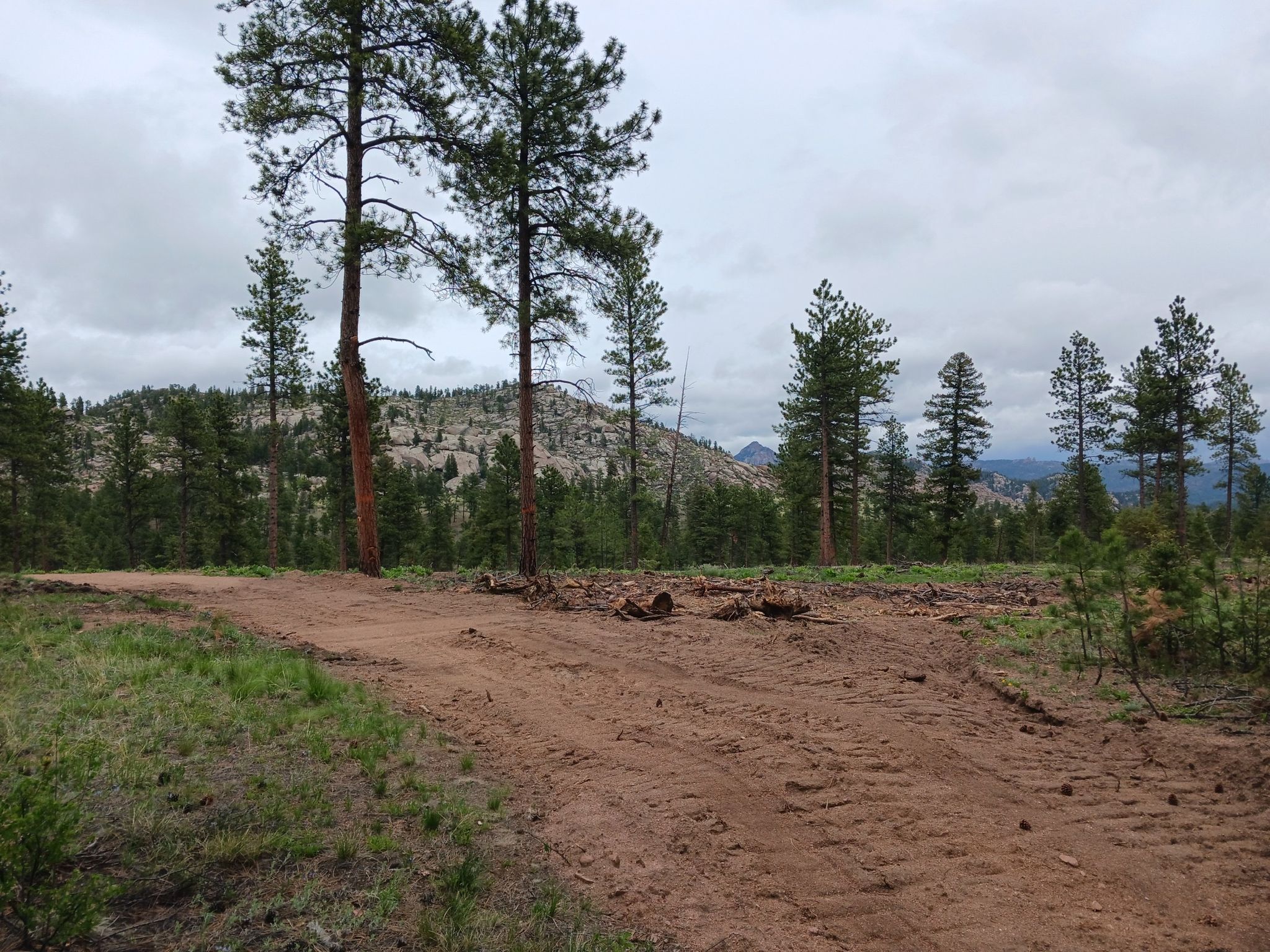 Dirt clearing surrounded by pine trees under an overcast sky. - Buffalo Creek North Side loop