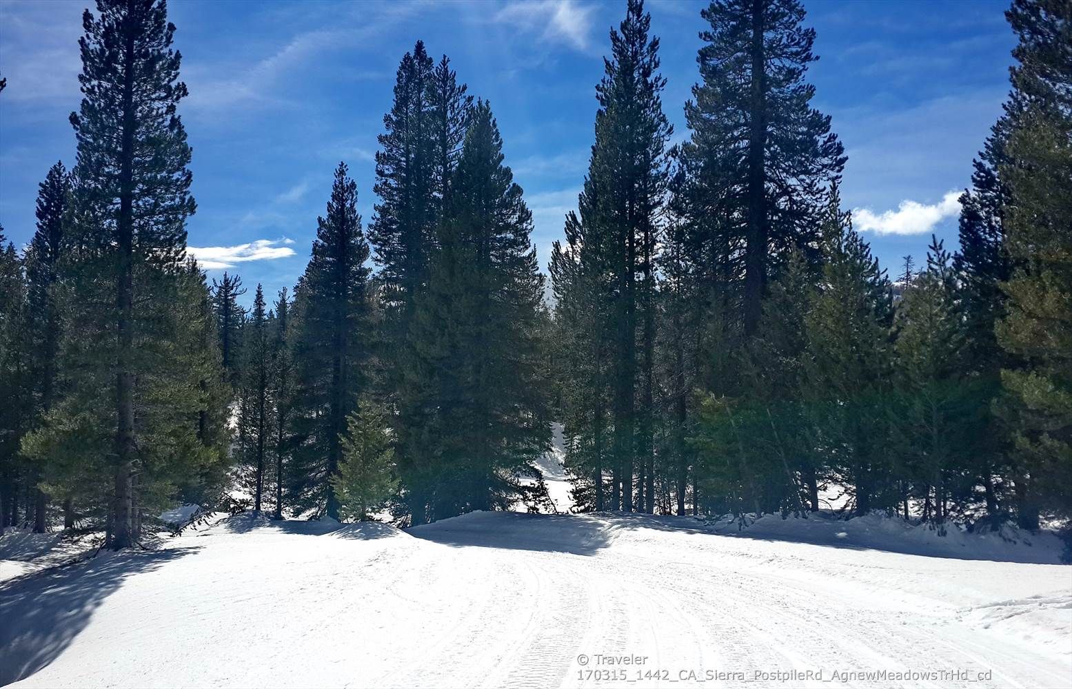 Bright snowy path winding through a dense forest of tall pine trees. - Agnew Meadows Wildflower Loop