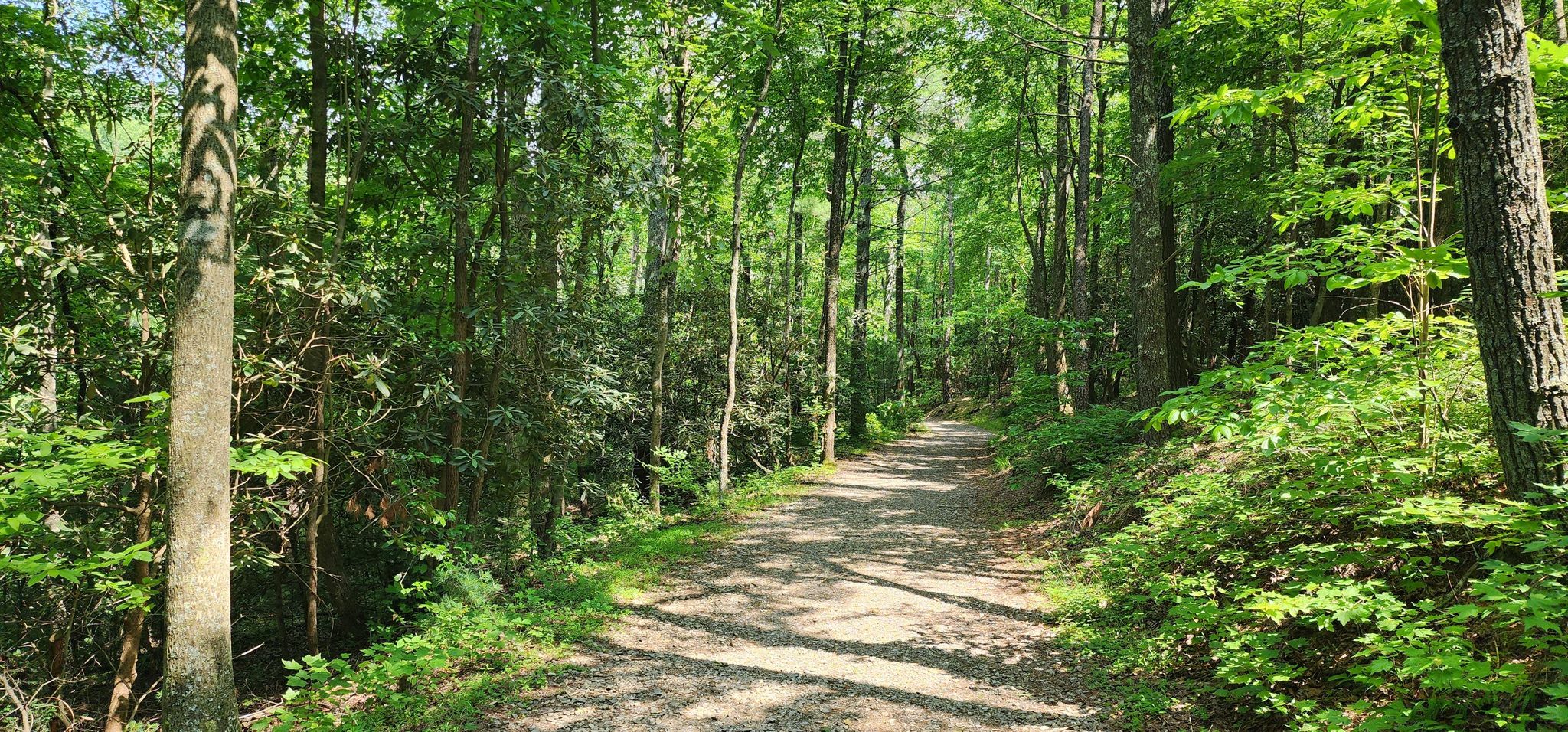 A sun-dappled dirt path winds through a dense, vibrant green forest. - Stone Mountain Loop Trail