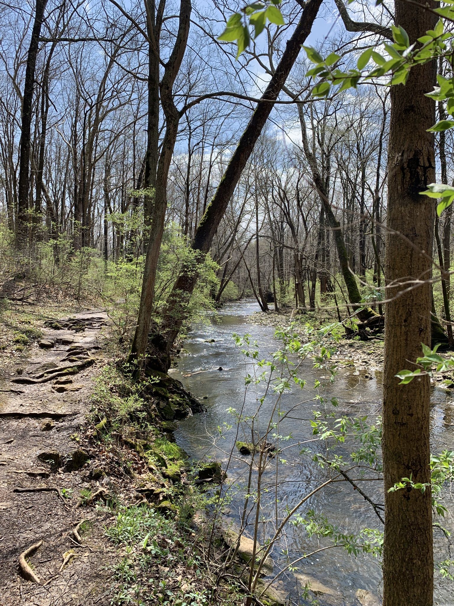 Sunny forest path alongside a clear river with budding spring trees. - The Grotto loop from Miami Township