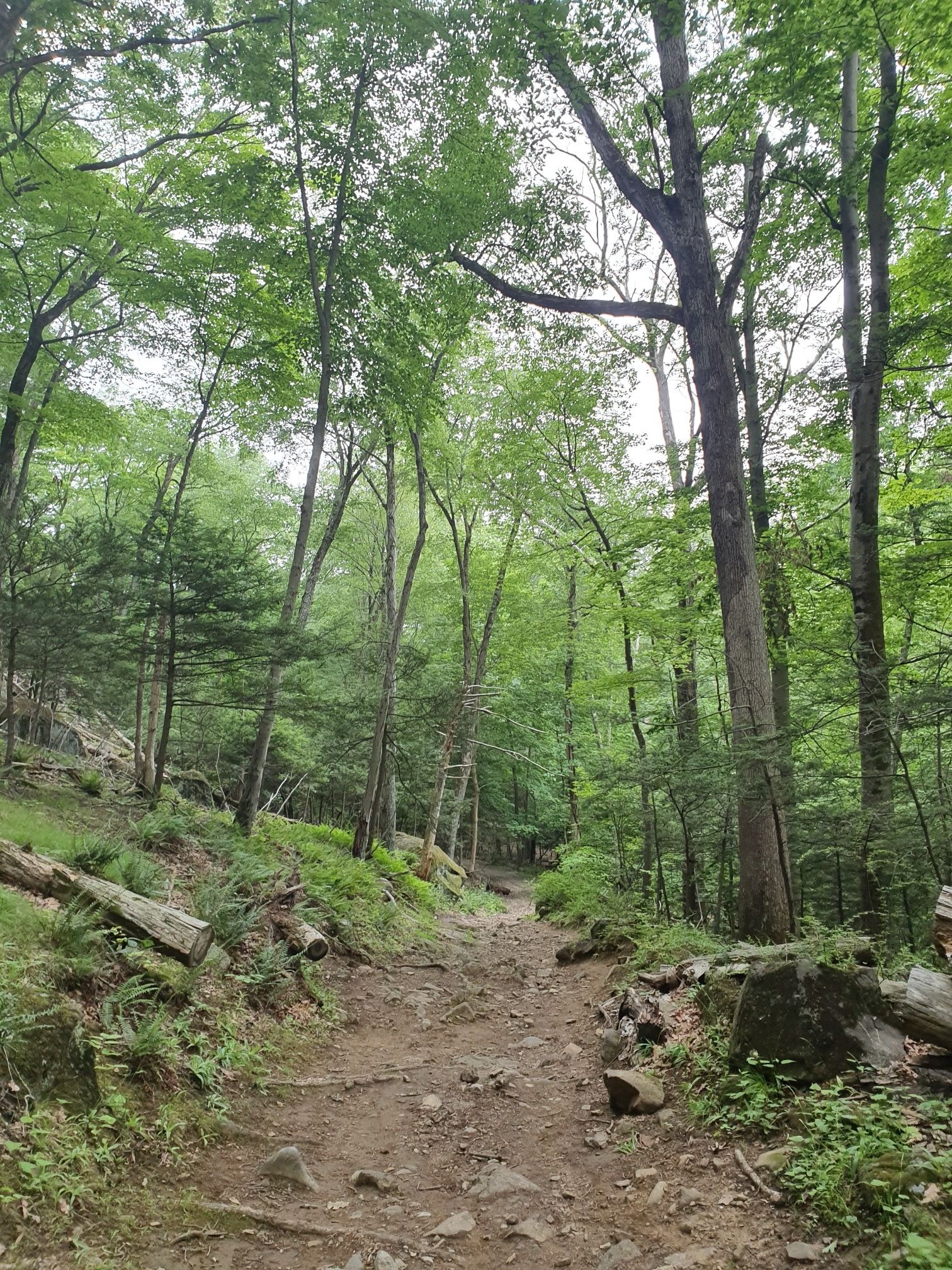 A rocky dirt path winds uphill through a dense, green forest. - Blue Mountain via Dickey Brook and Limbo Trail
