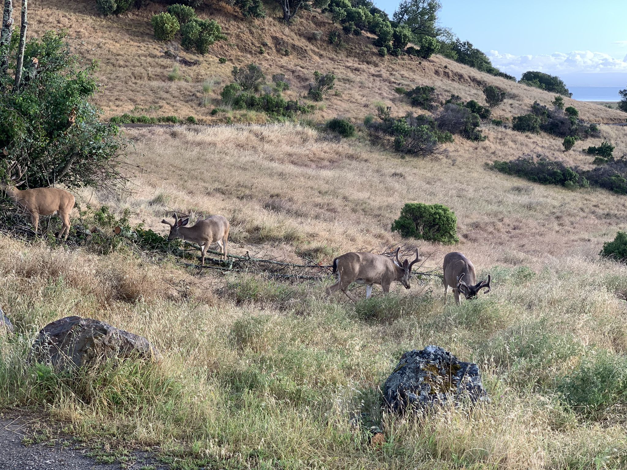 Several deer grazing on a grassy hillside with scattered rocks. - Miwok Meadows – Shoreline Trail loop from China Camp State Park