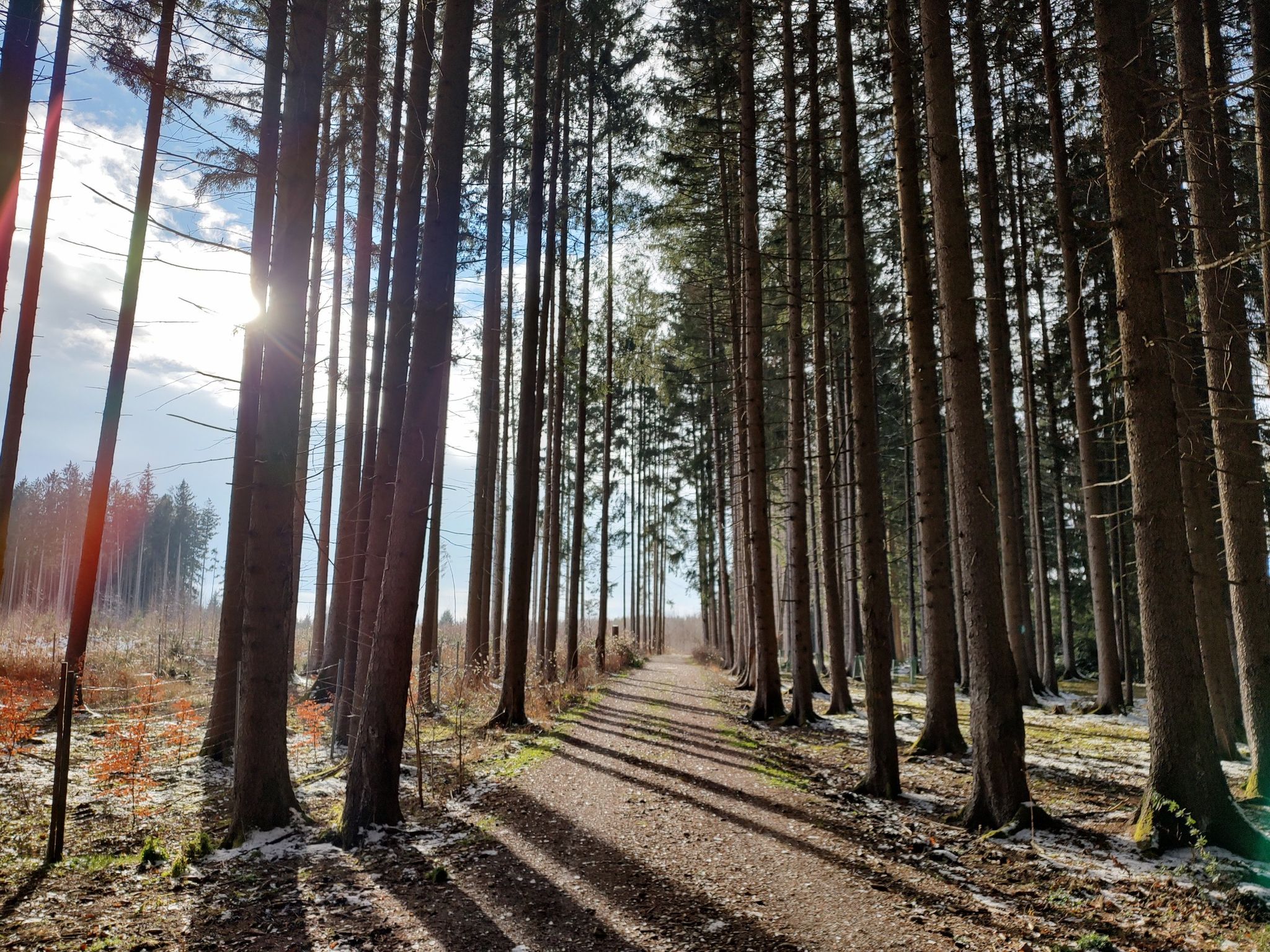 Lichter Moment im Wald