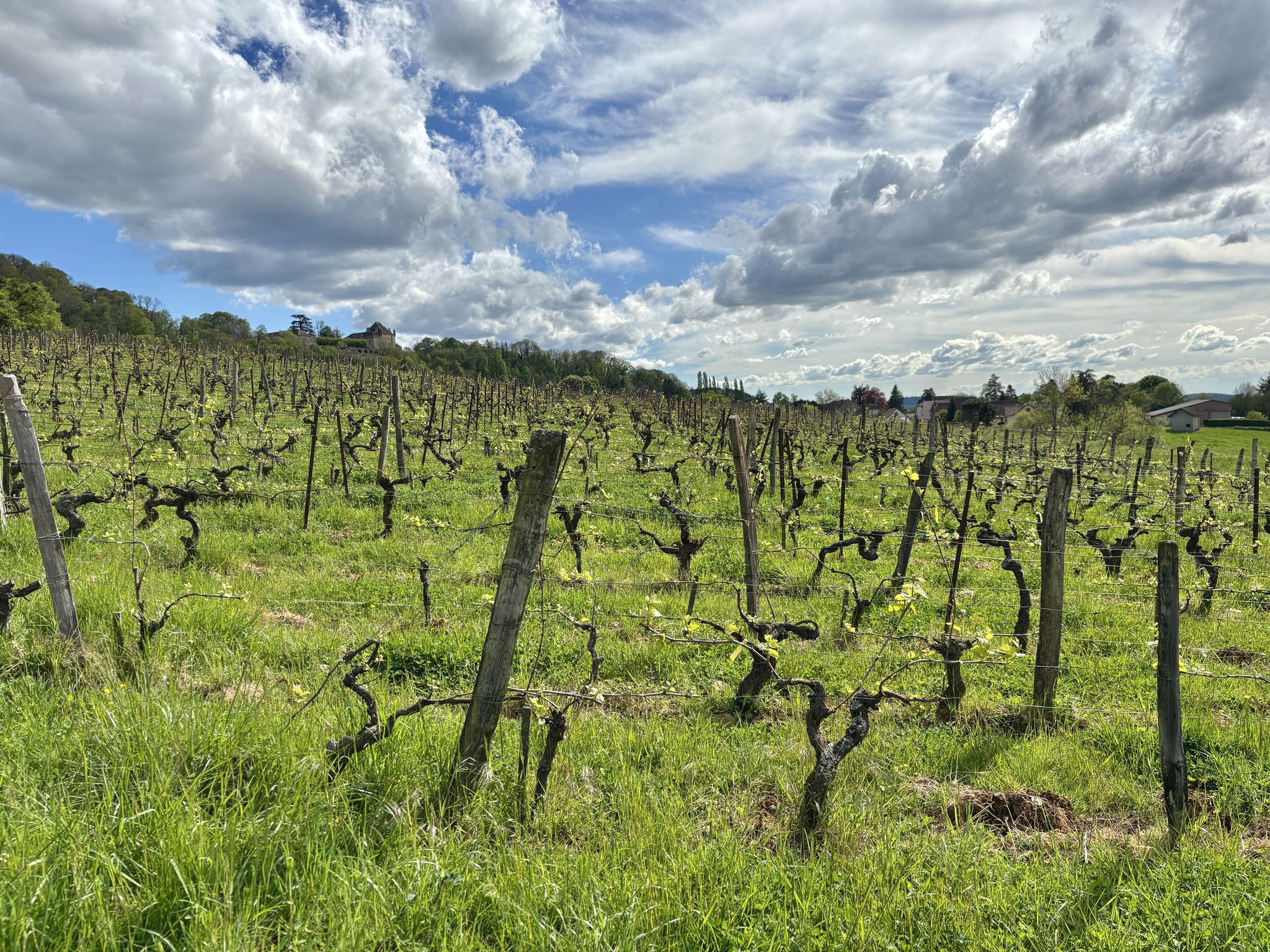 Vignoble du Jura
