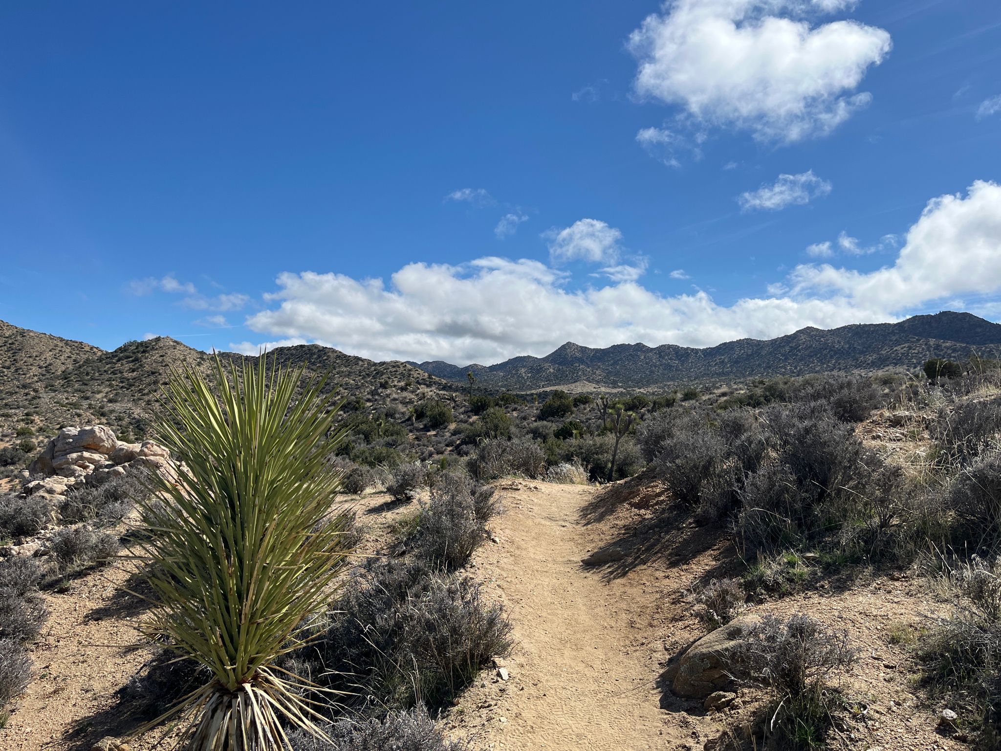 Desert trail with yucca plant, shrubs, and distant mountains under a cloudy sky. - Eureka Peak and Burnt Hill Trail Loop