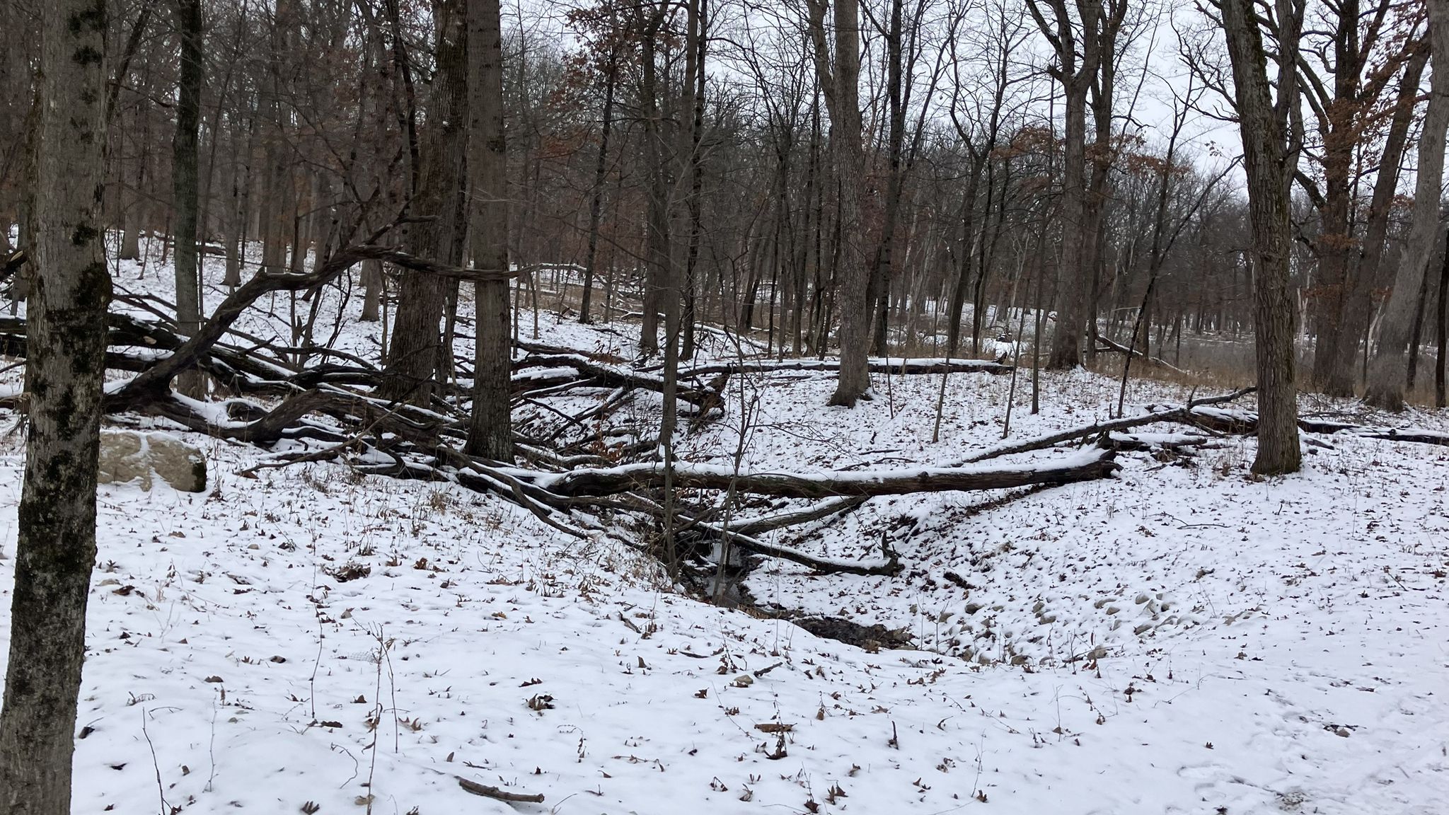 Snowy forest with bare trees and many fallen logs under an overcast sky. - Yellow Trail Loop