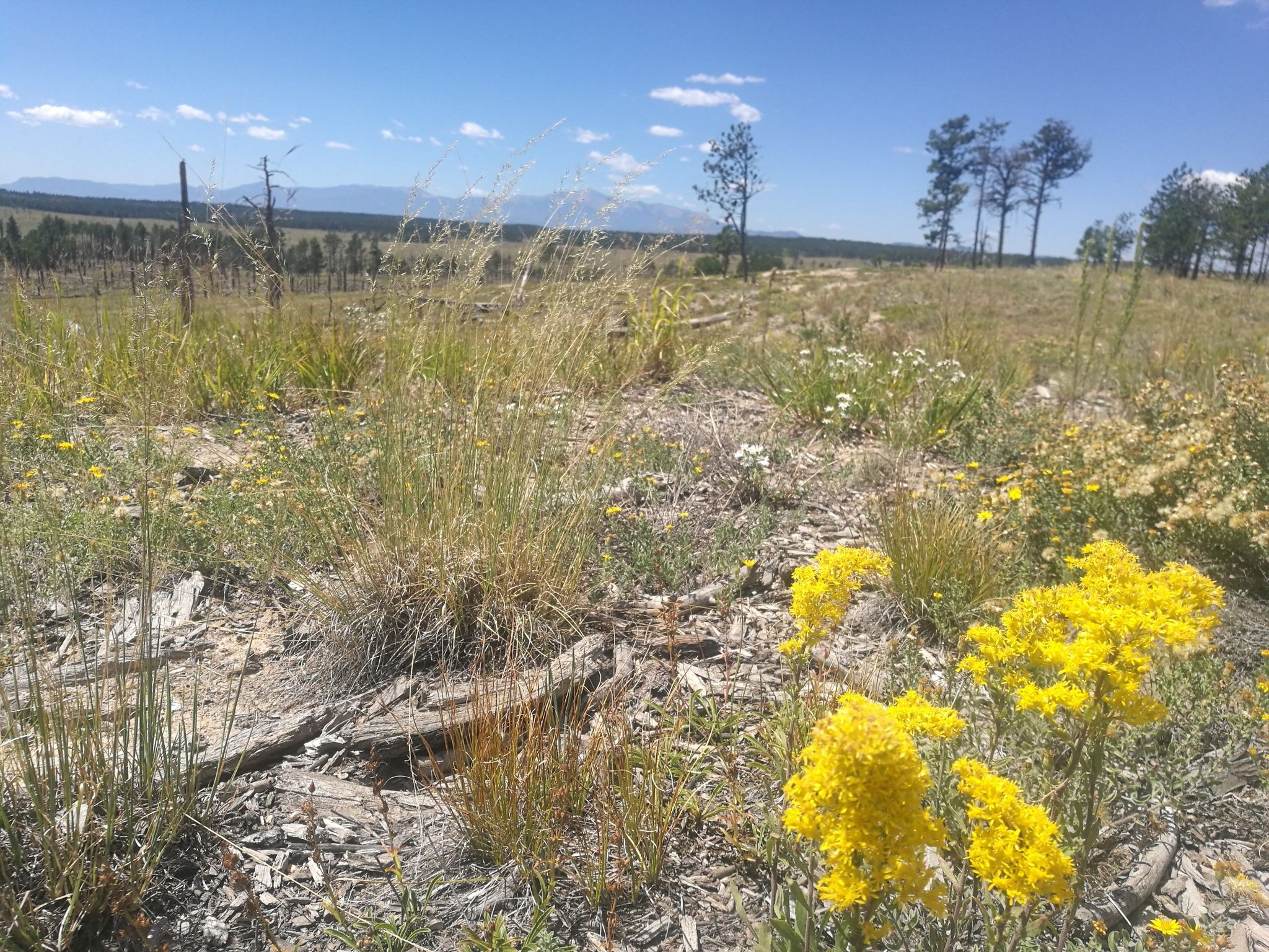Sunny field with yellow wildflowers, tall grass, and distant mountains under blue sky. - Pineries Trail