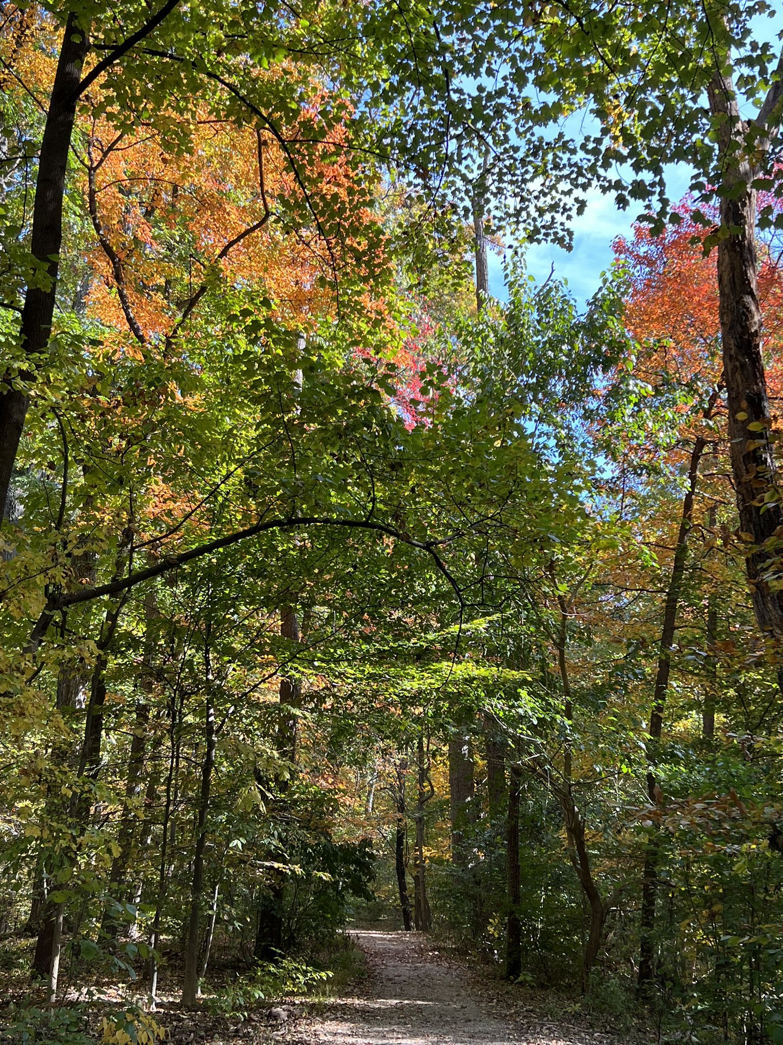 Forest path with vibrant autumn leaves and bright sunlight filtering through. - Western Ridge and Valley Trail Loop
