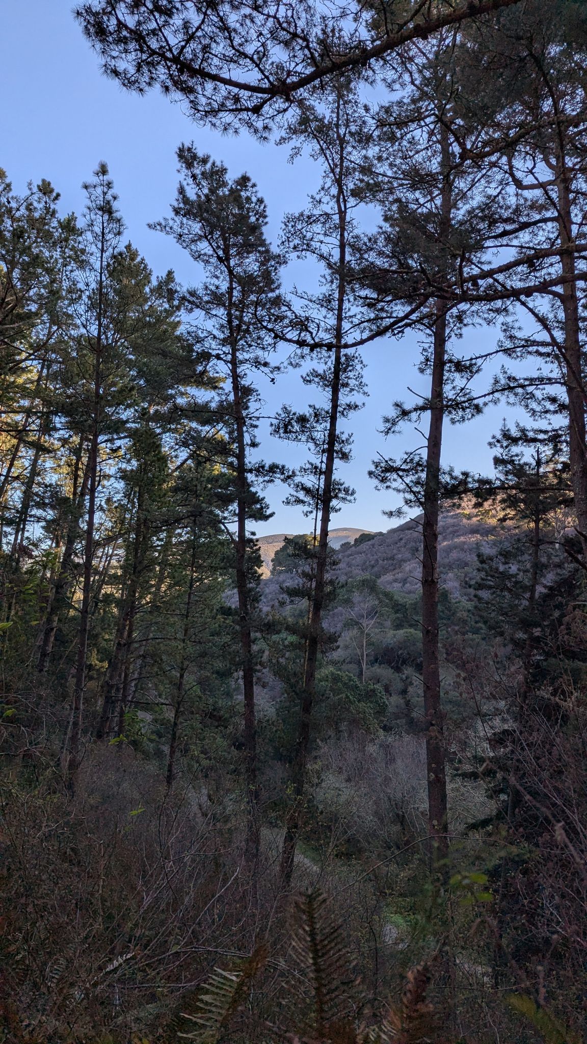 Tall pine trees dominate a forest landscape under a bright sky. - Montara Mountain and Brooks Creek Trail Loop