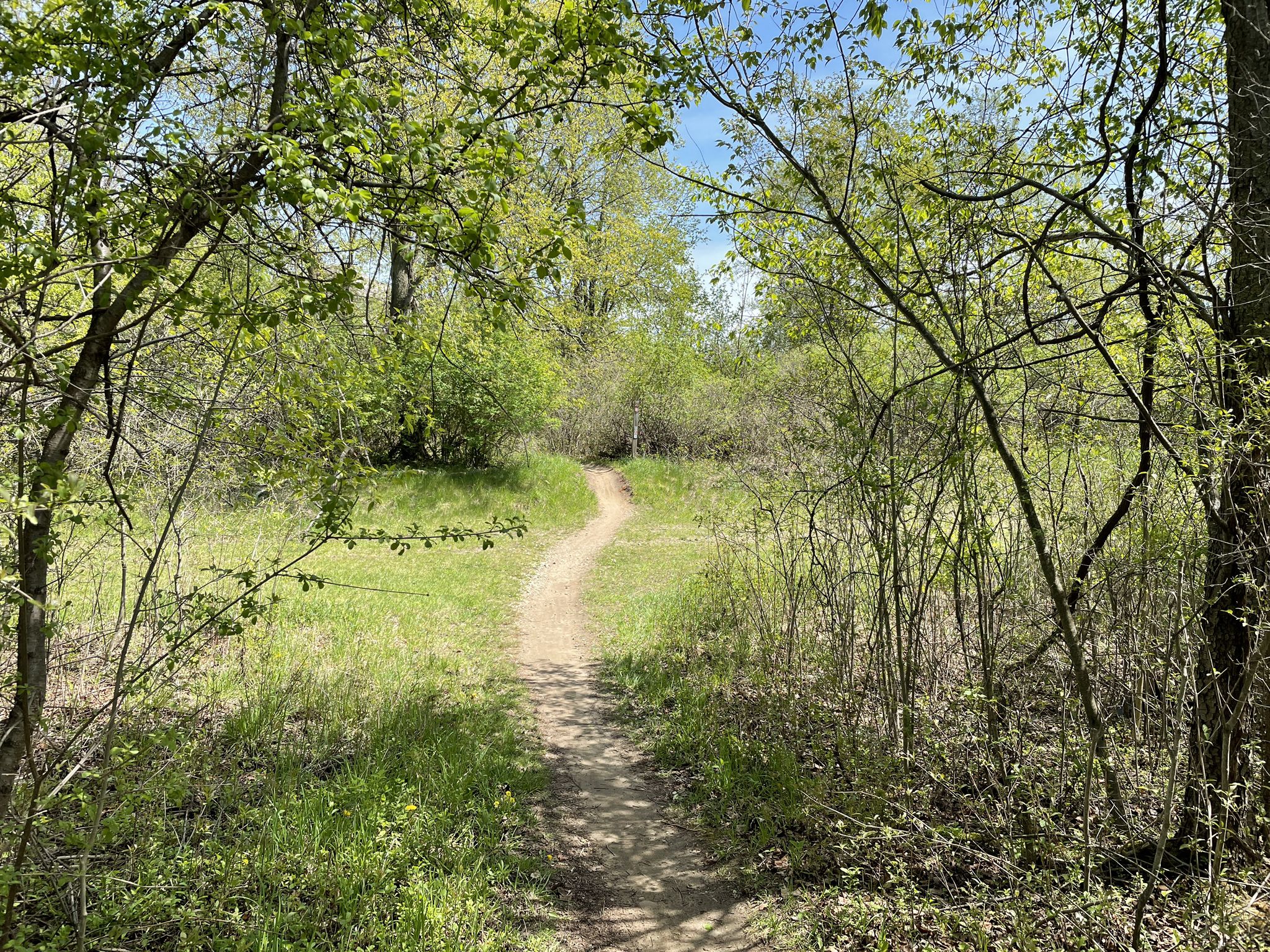 A winding dirt path through a vibrant green forest on a bright, sunny day. - 754 Loop – Novi Trail Stream loop from MTB Trailhead Parking