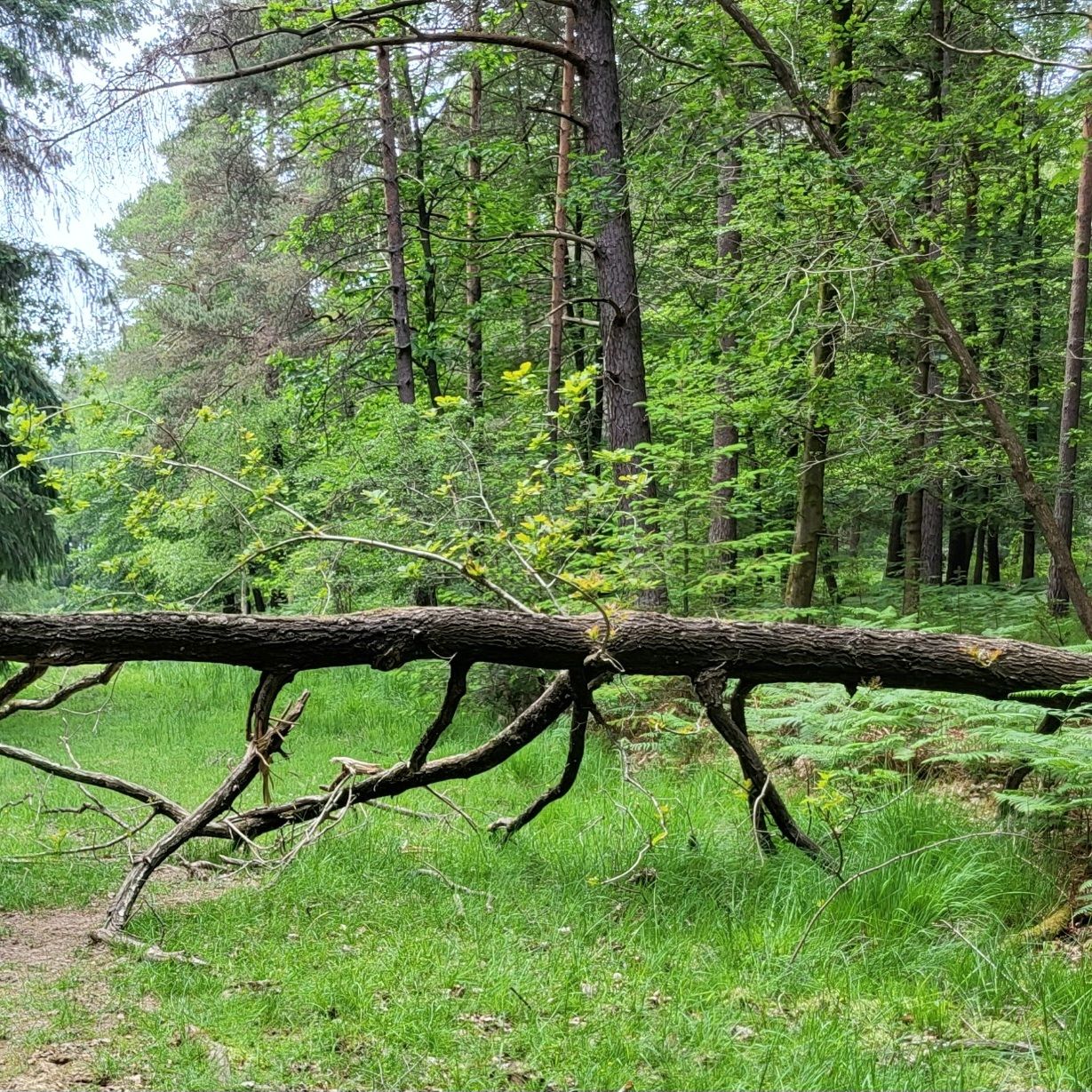 Schon besser... Drunter geht leichter!