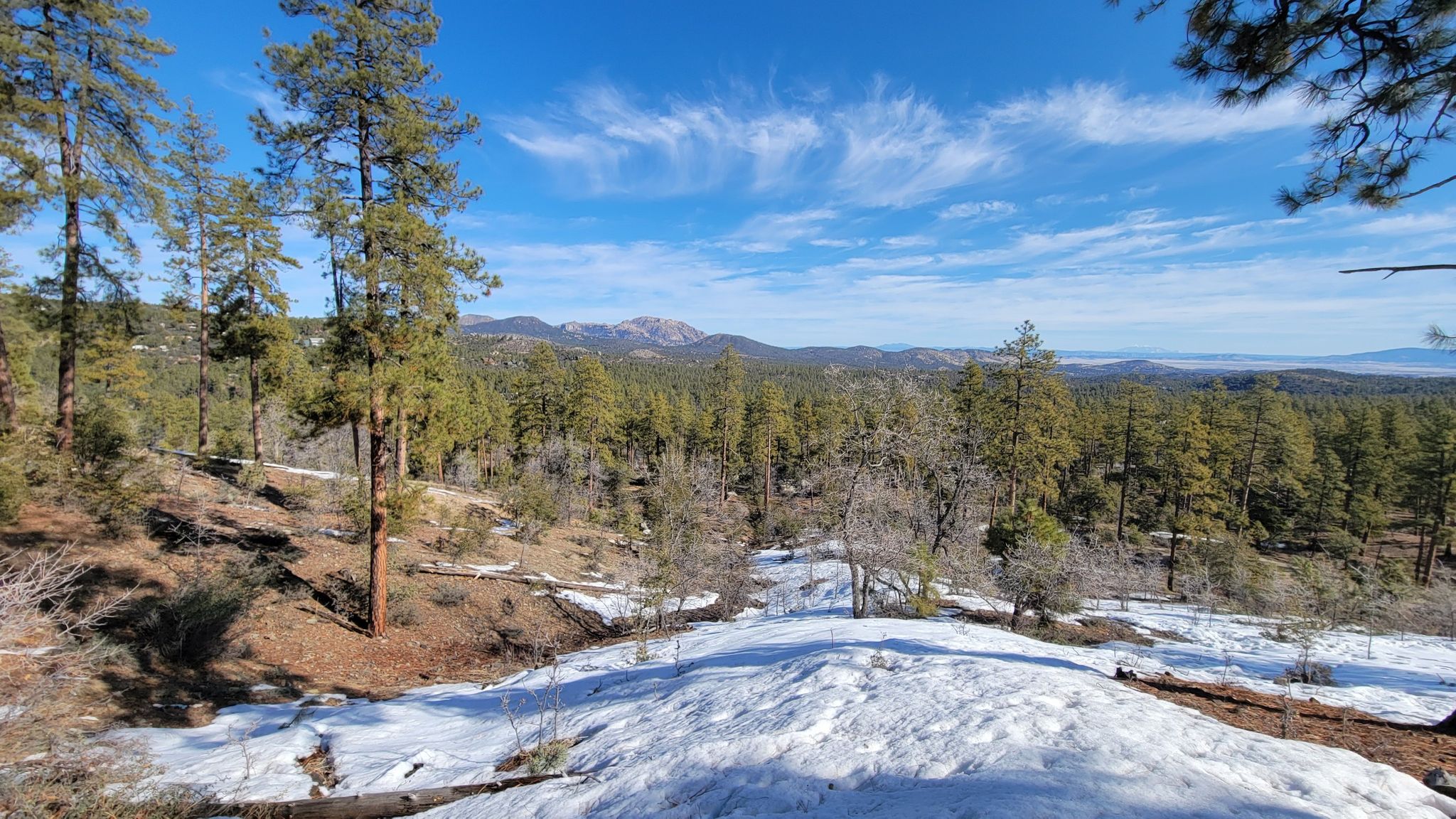 Snow-dusted forest with tall pine trees under a bright blue sky. - Williams Peak Loop