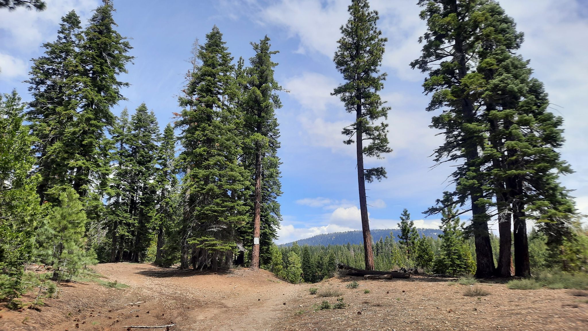 Tall pine trees frame an open dirt clearing under a bright blue sky. - Tahoe City Marina – Burton Creek State Park loop from Dollar Point