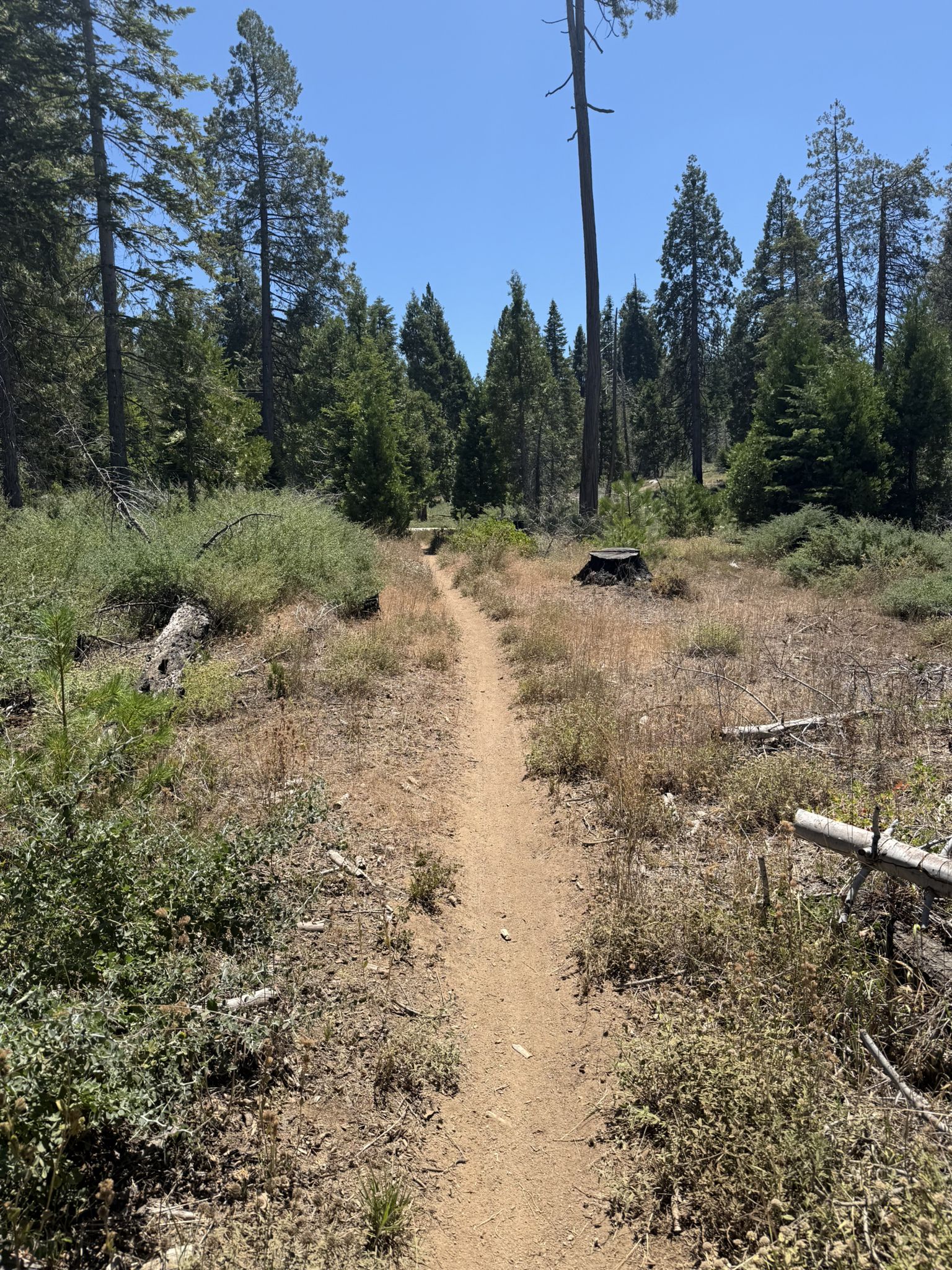 A narrow dirt trail winding through a sunny, dry forest with tall trees. - Shaver Lake Perimeter Trail loop