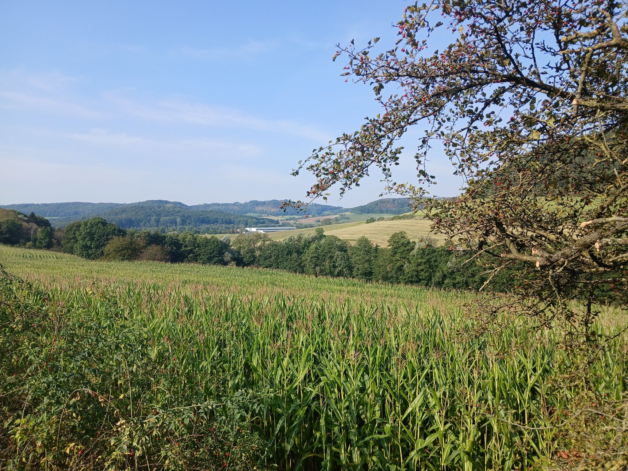 Blick über das Truckental