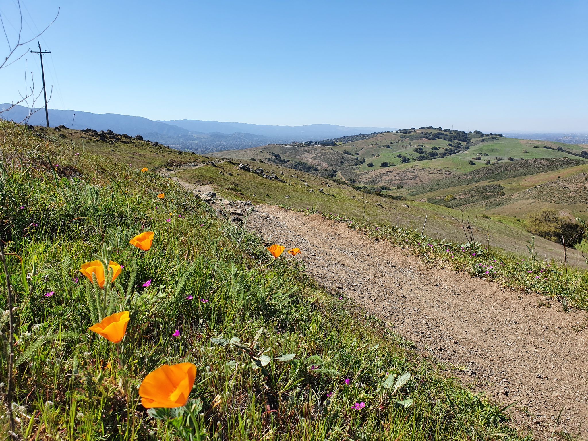 Orange poppies blooming beside a dirt path on a sunny, green hillside. - Rocky Ridge Trail loop from Santa Teresa County Park