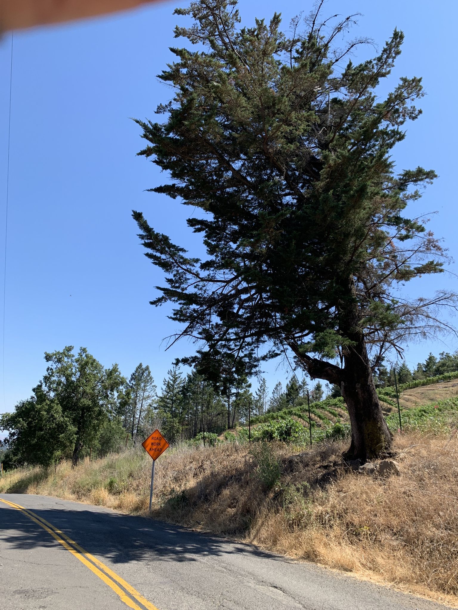 A winding road next to a large tree and a hillside under a bright blue sky. - Enchanted Hills Loop