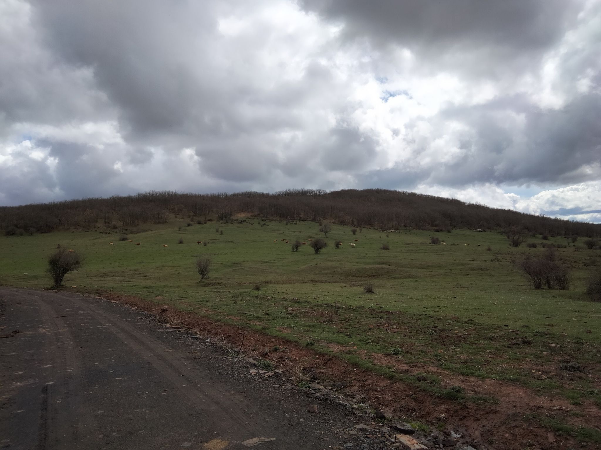 hay vacas