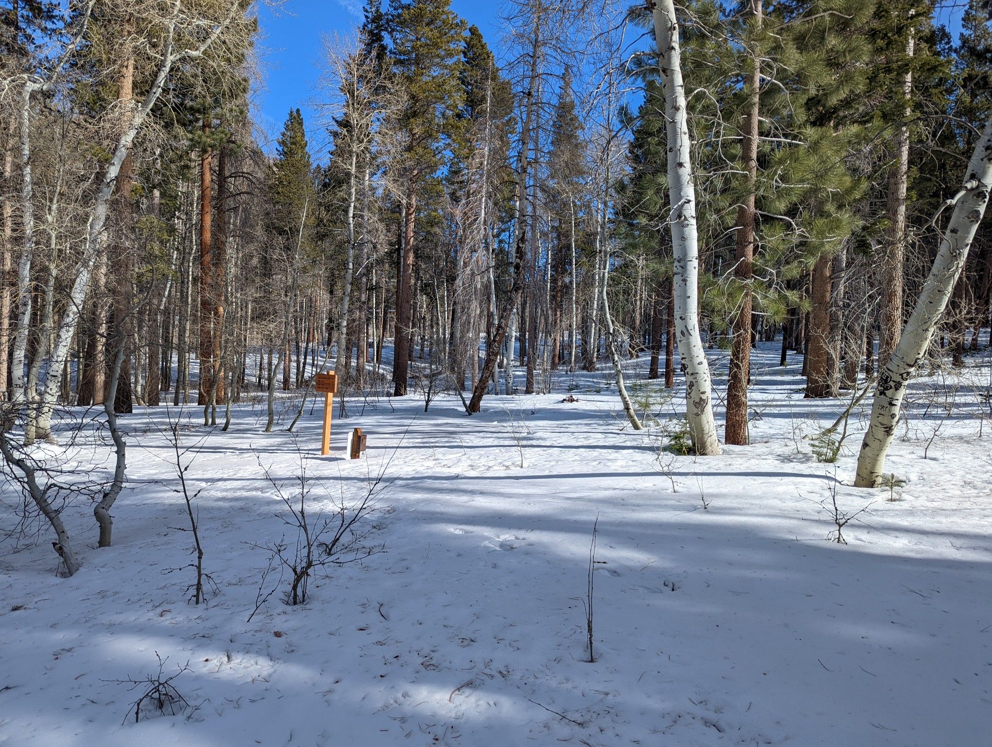 Snowy forest with tall pine and birch trees under a bright blue sky. - Fern Lake Trail