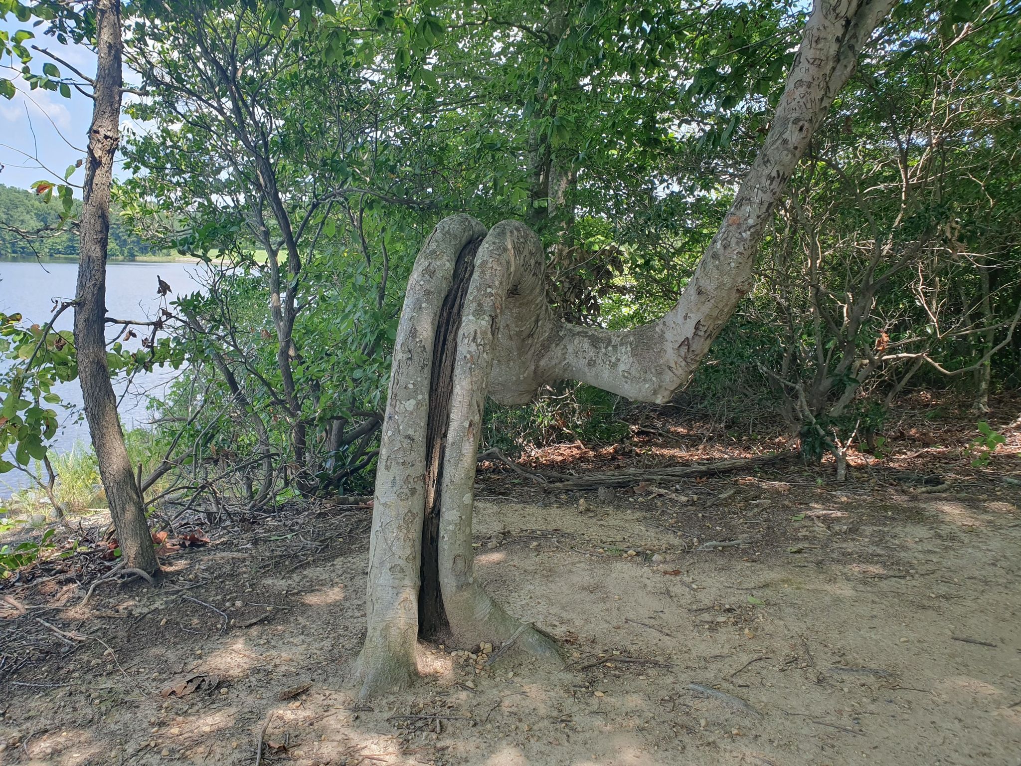 Uniquely twisted tree trunk on sandy ground near a body of water. - Saint Mary's Lake loop from Saint Andrews Church