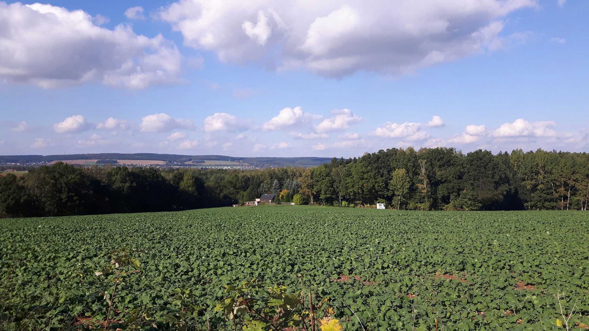 Kleines Haus am Wald..