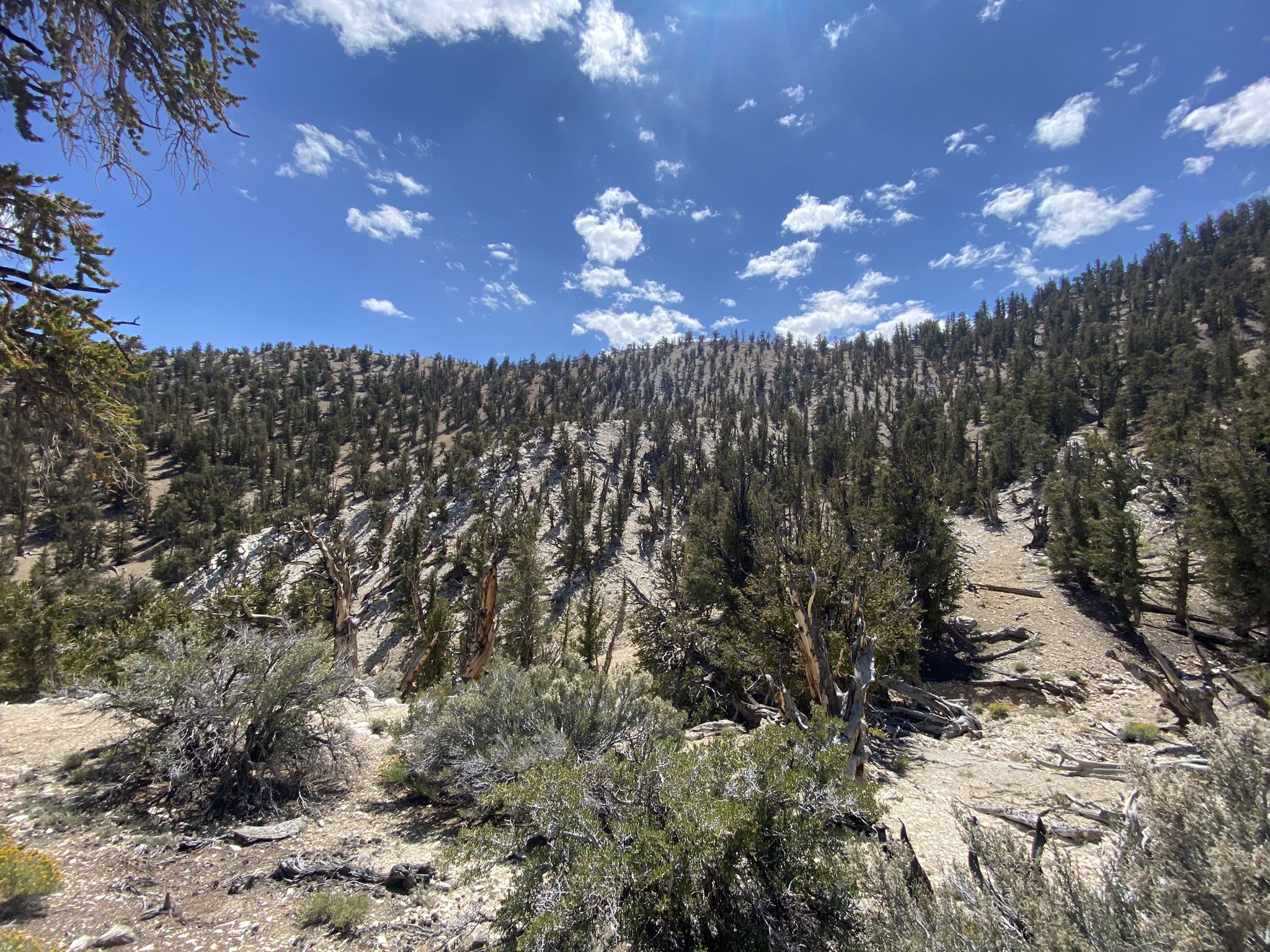 Sunny view of a steep, rocky hillside densely covered with evergreen trees. - Sierra Nevada viewpoint – Methuselah Tree loop from Clem Nelson Peak