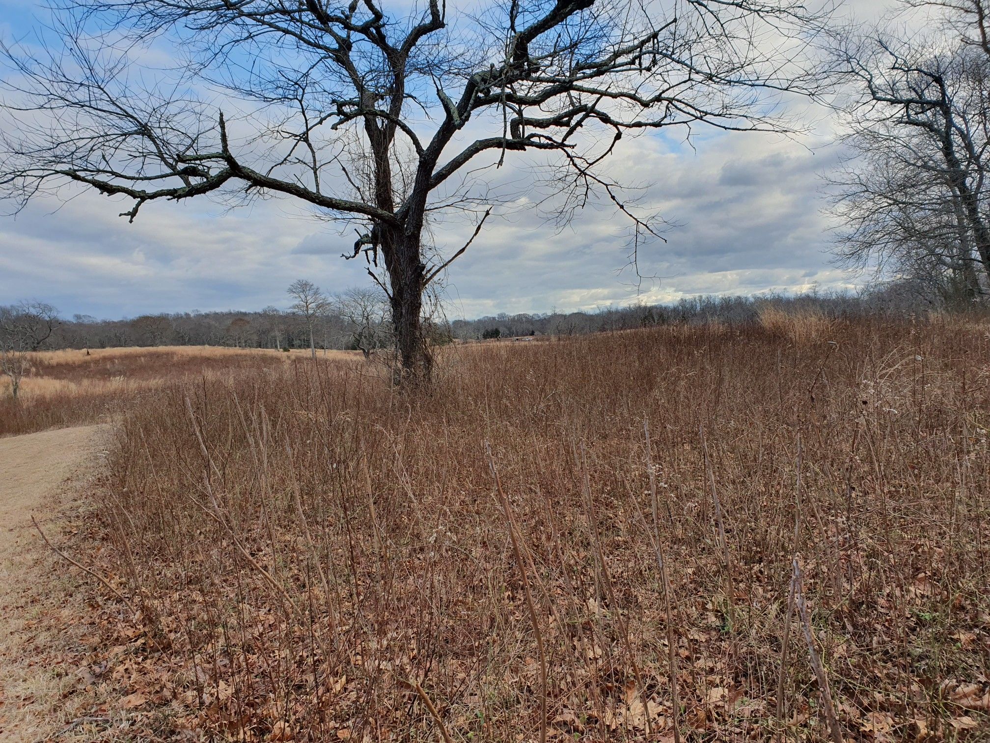 A large bare tree stands in a field of dry brown grass under a cloudy sky. - Mashomack Red, Yellow, Green and Jone C. Coles Loop