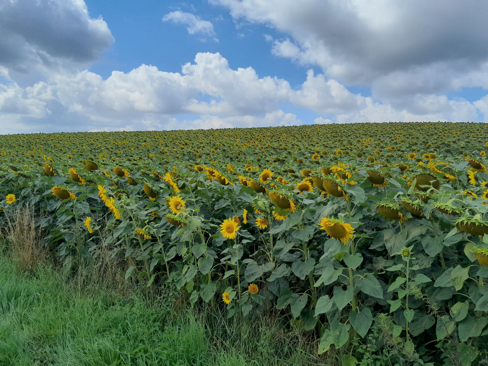 Sonnenblumenfeld