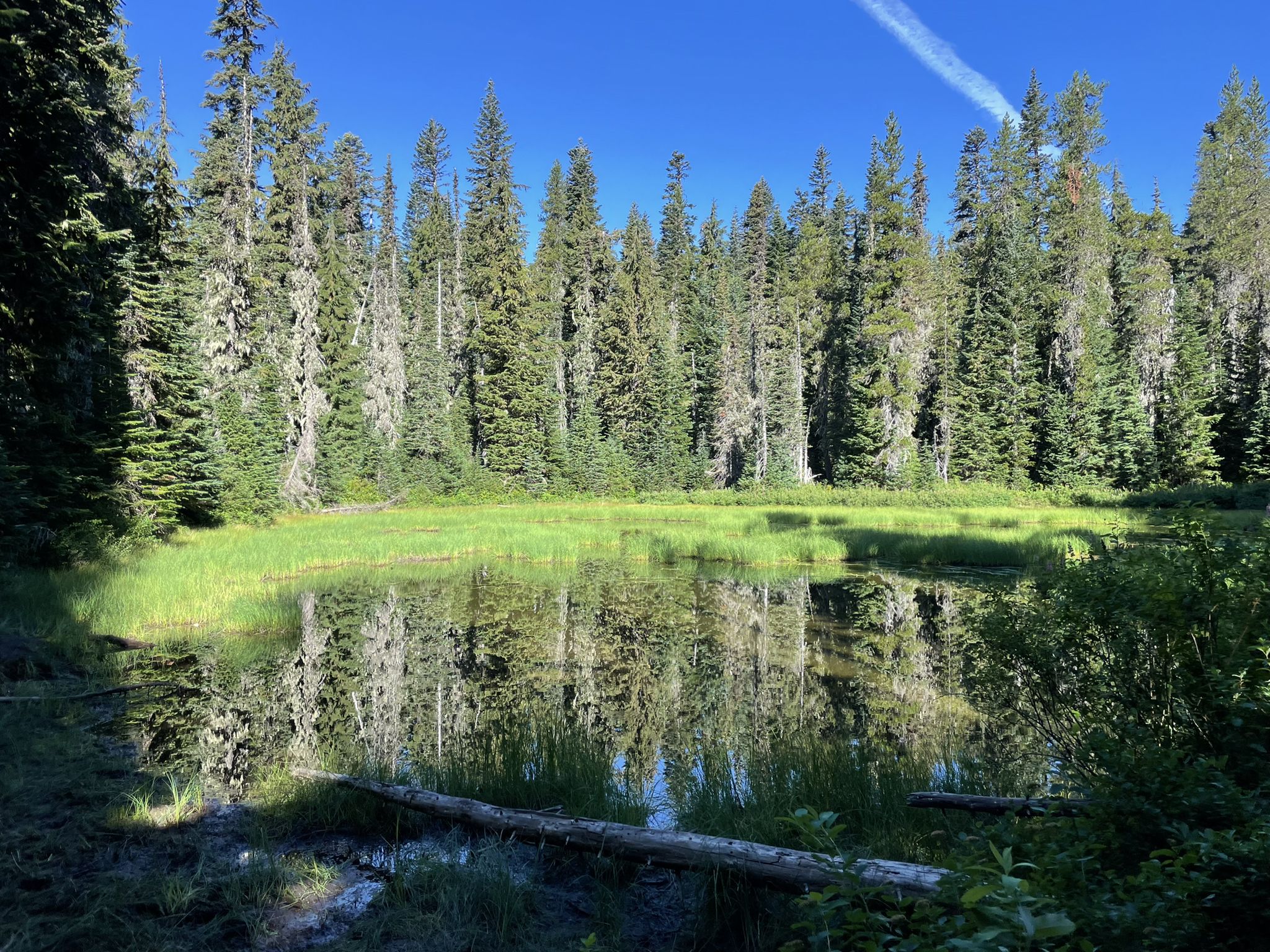 Sunny pond reflecting tall evergreen trees and green marshland under blue sky. - Red Mountain Loop – Gifford Pinchot National Forest