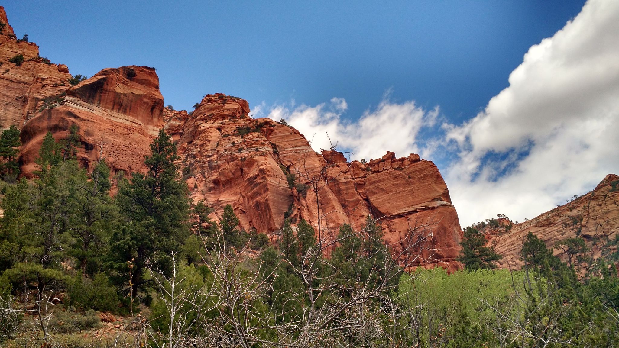 Upward view of towering red rock cliffs and green trees under a blue sky. - Juniper Camp 4 – La Verkin Creek Trail loop from Lee Pass Trailhead parking