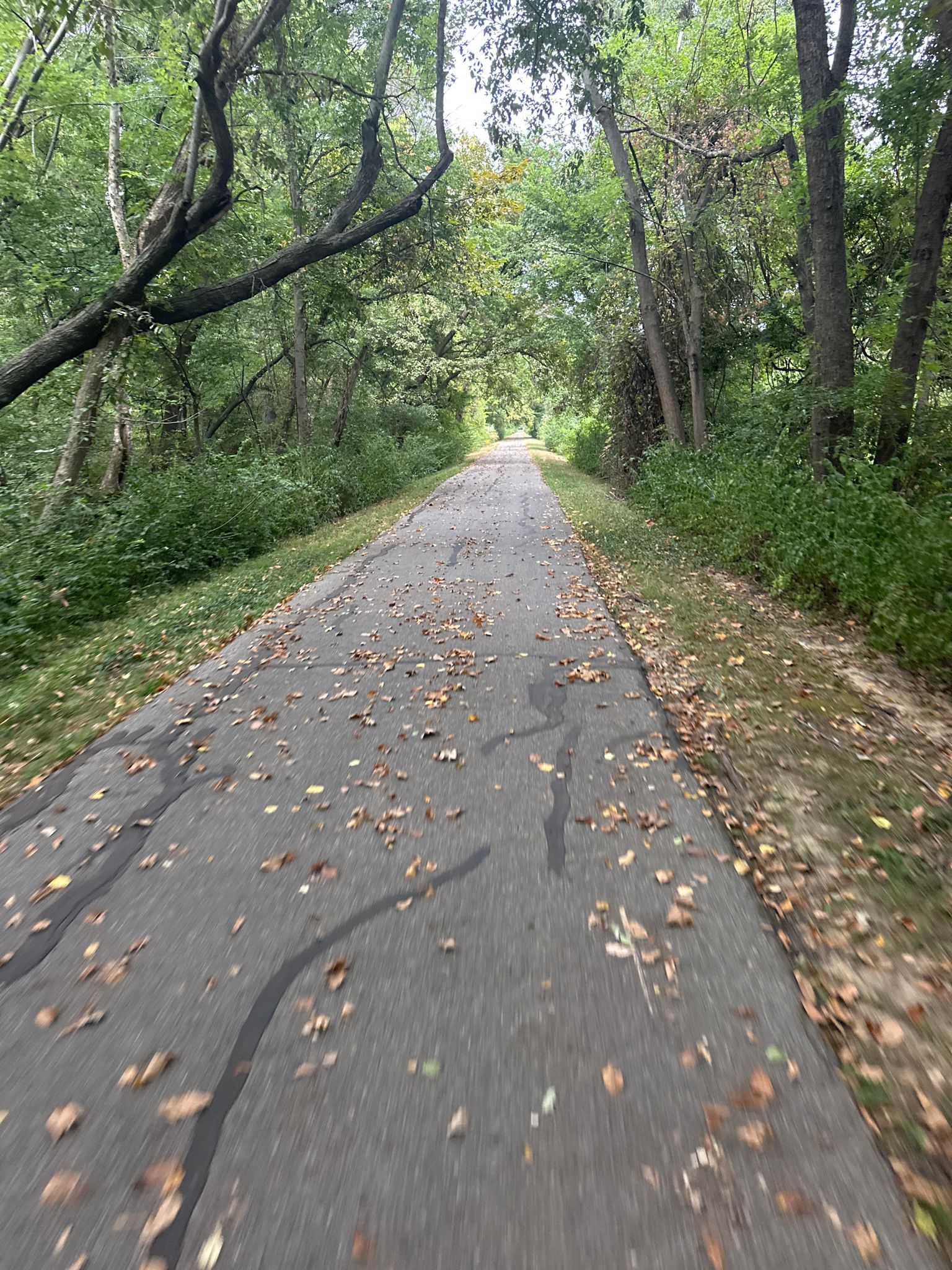 Leaf-strewn paved path through a dense, green forest. - Horseshoe Lake Drive – Horseshoe Lake loop from Metro East Park and Recreation District